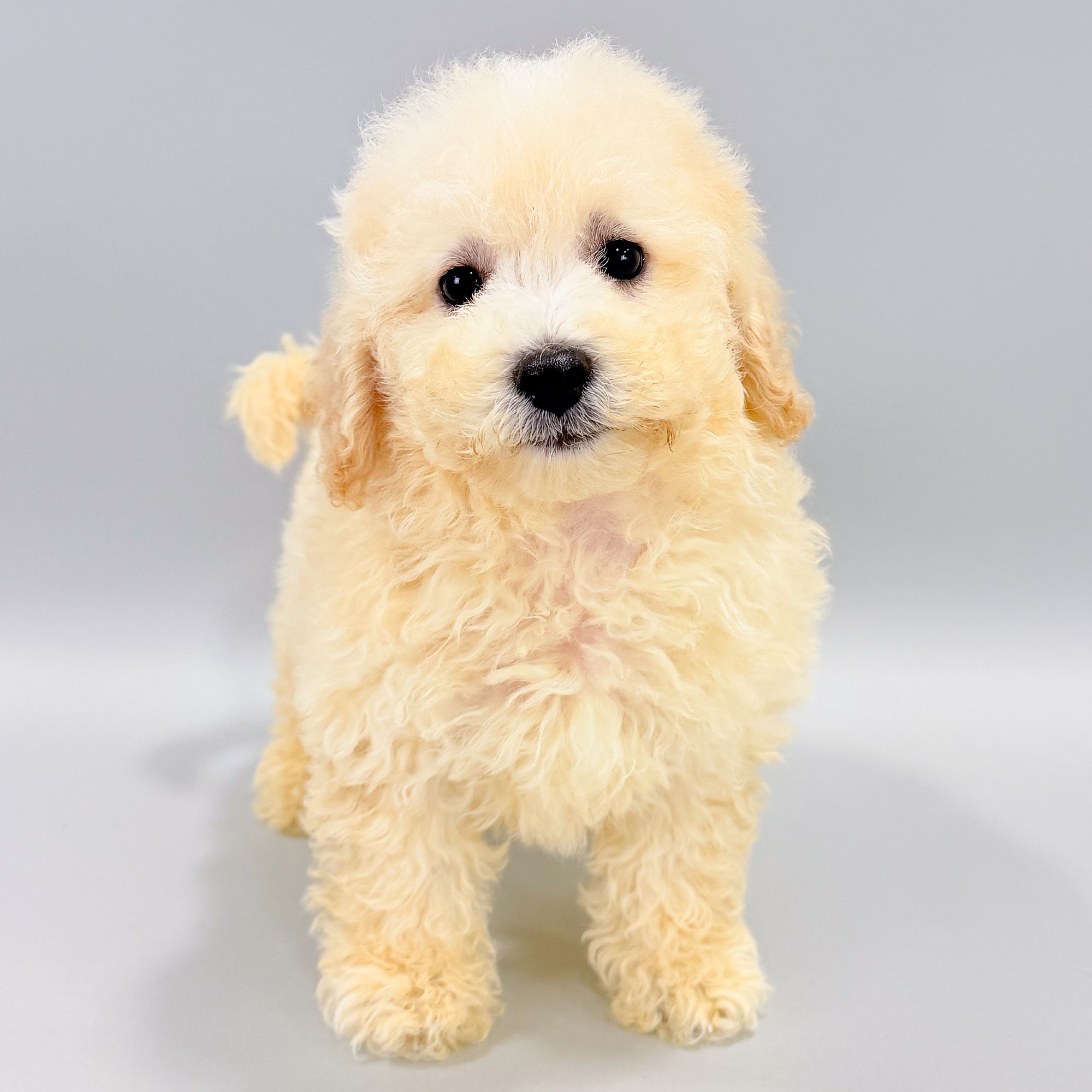 Qamra the Bichonpoo puppy