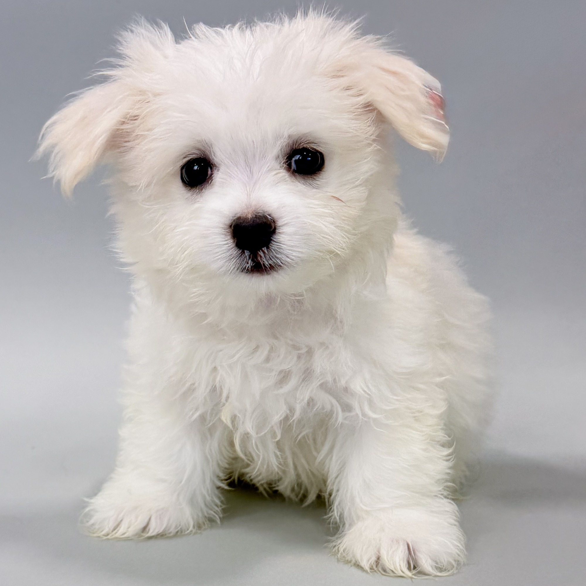 Spike the Pompoo puppy