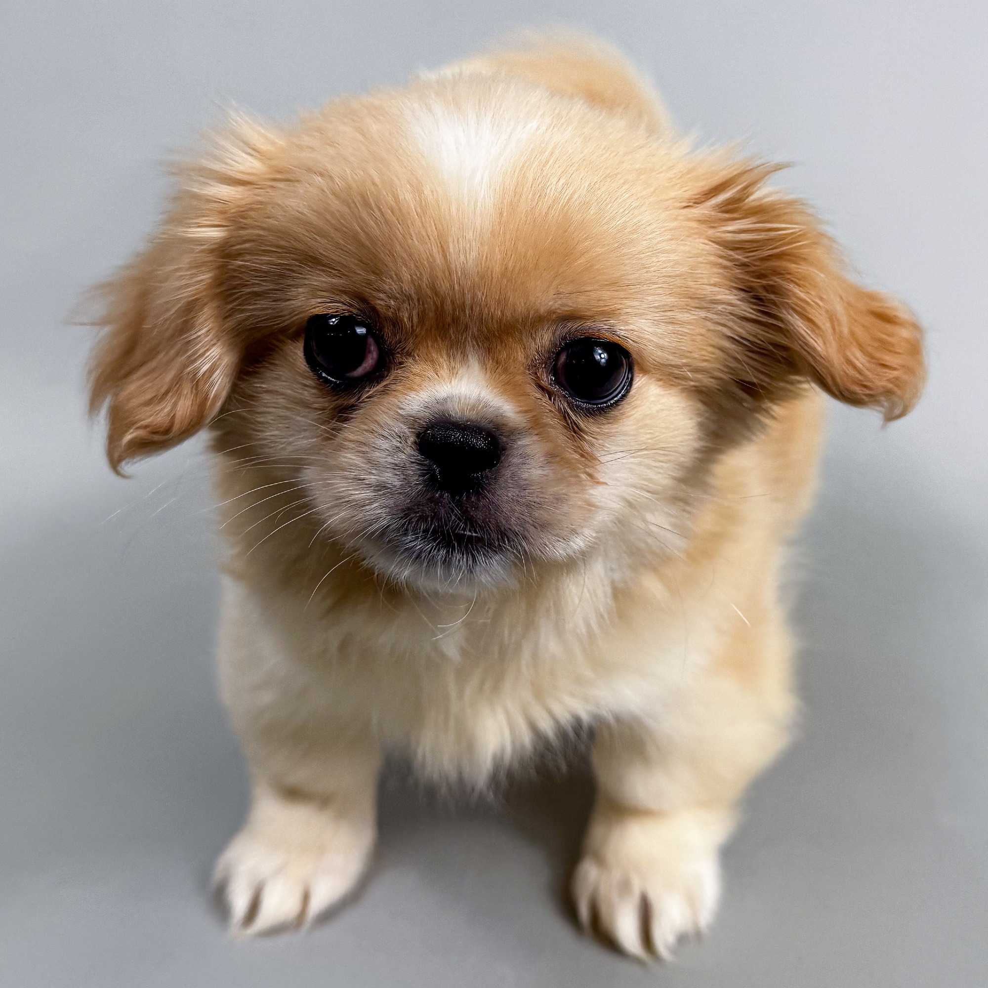 Jasmine the Pekingese puppy