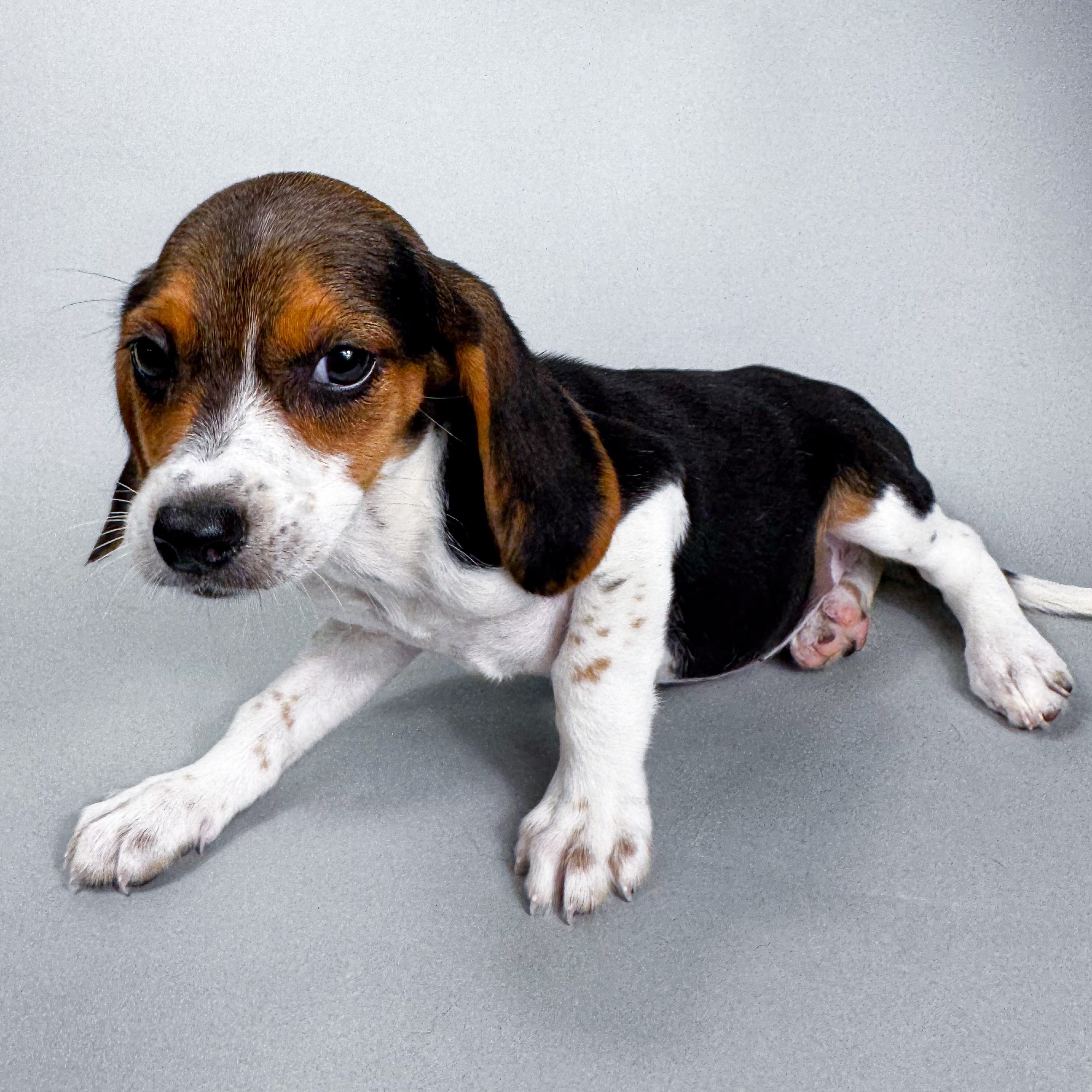 Addison the Beagle puppy
