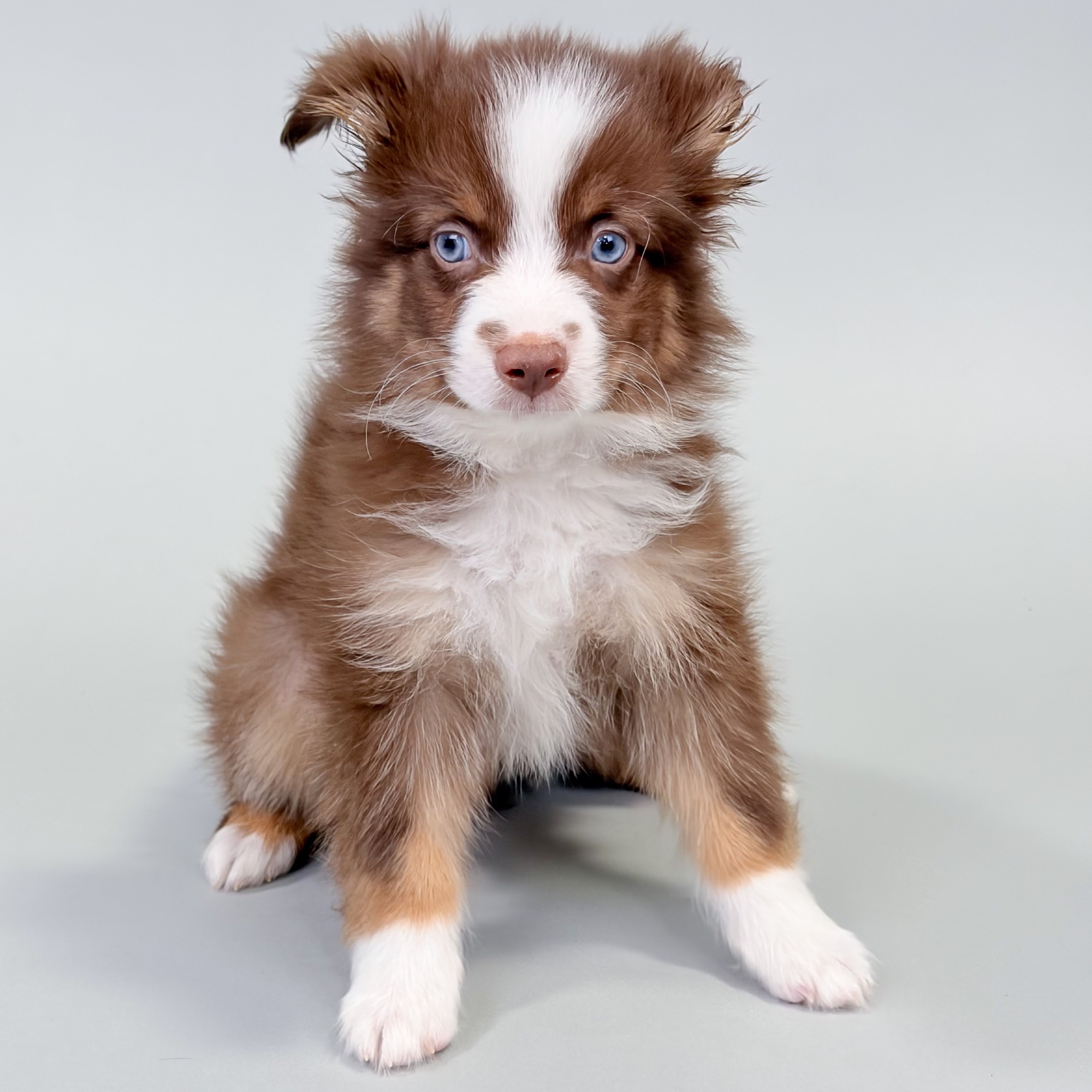 Jag the Mini Australian Shepherd puppy
