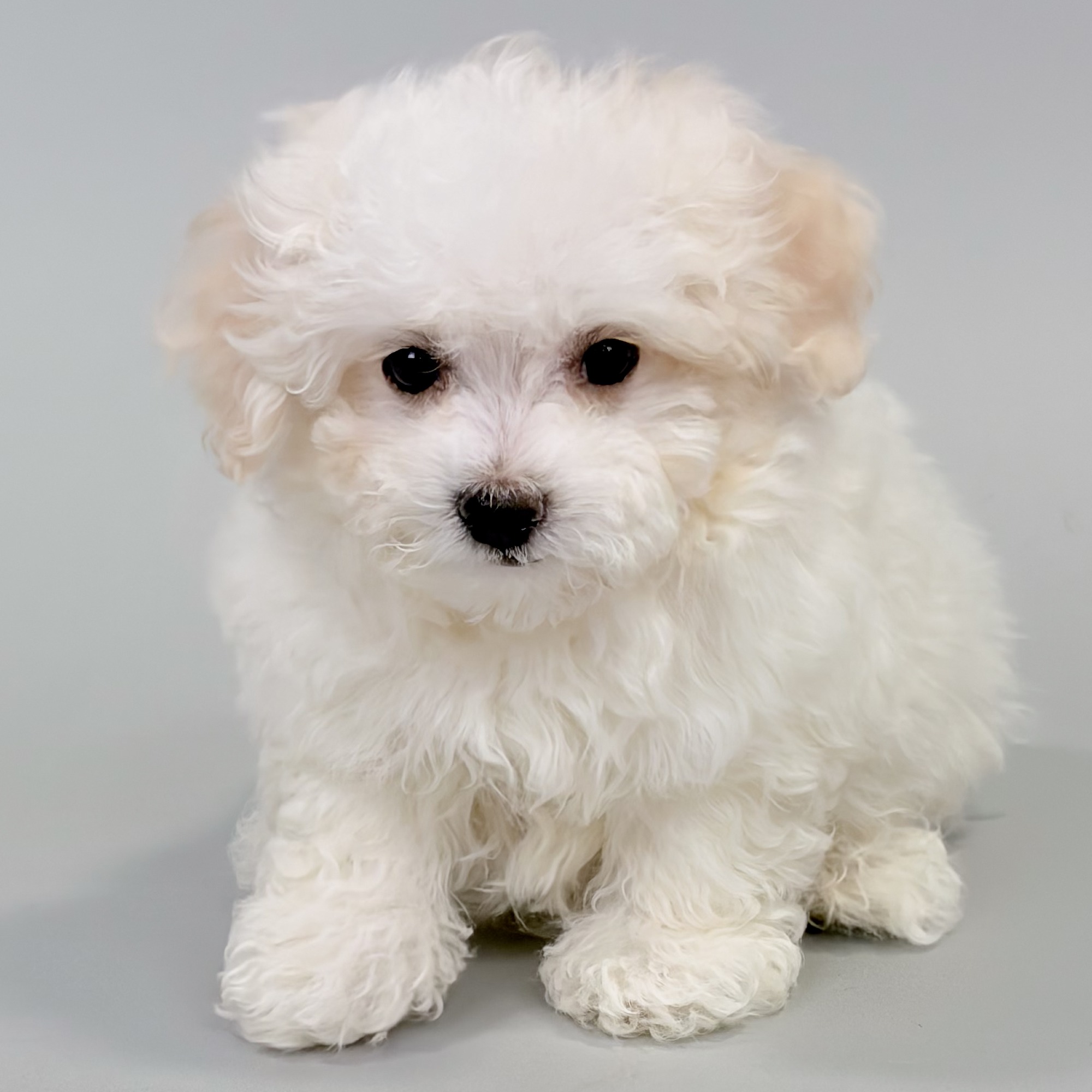 Louis the Pompoo puppy