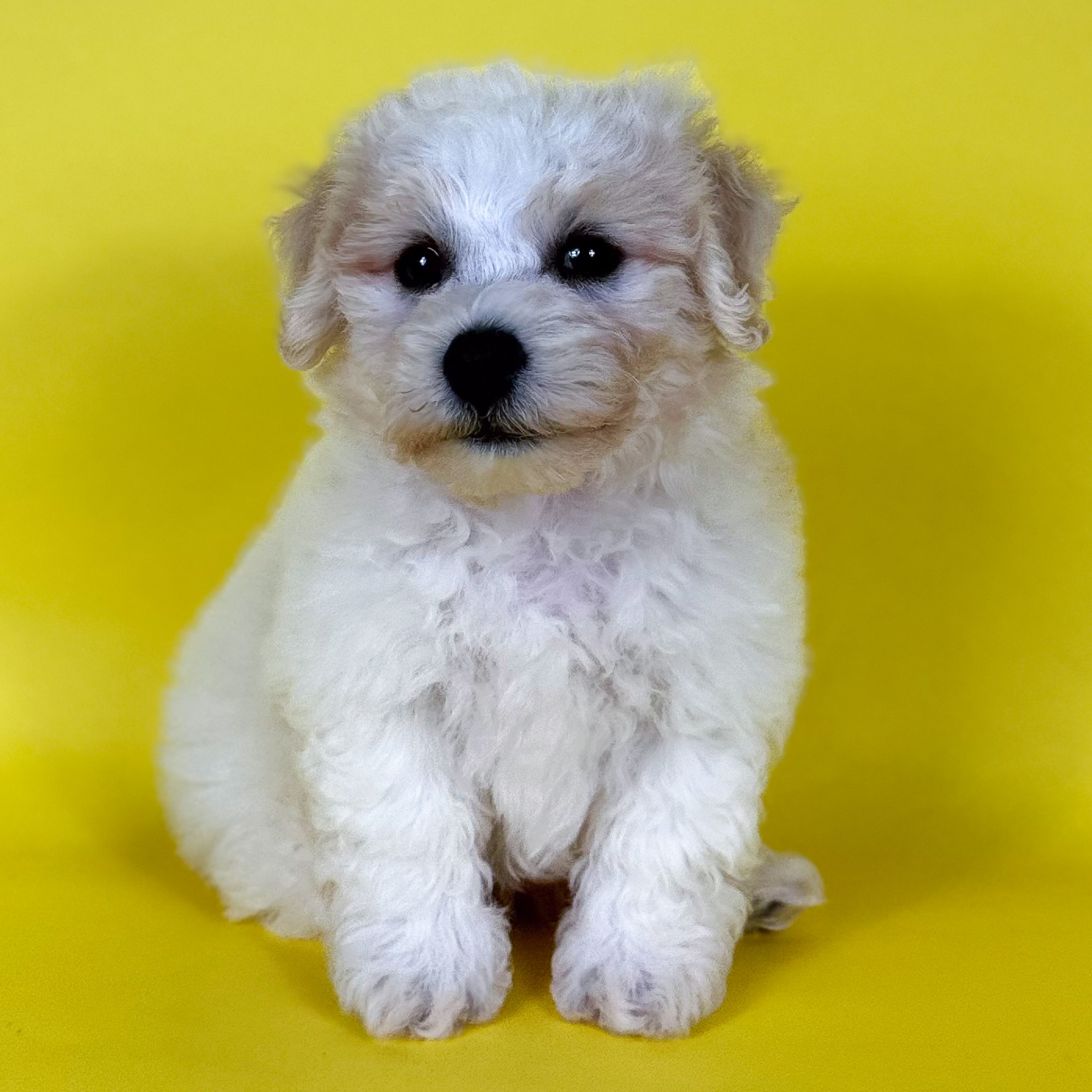 Tyson the Toy Poodle puppy