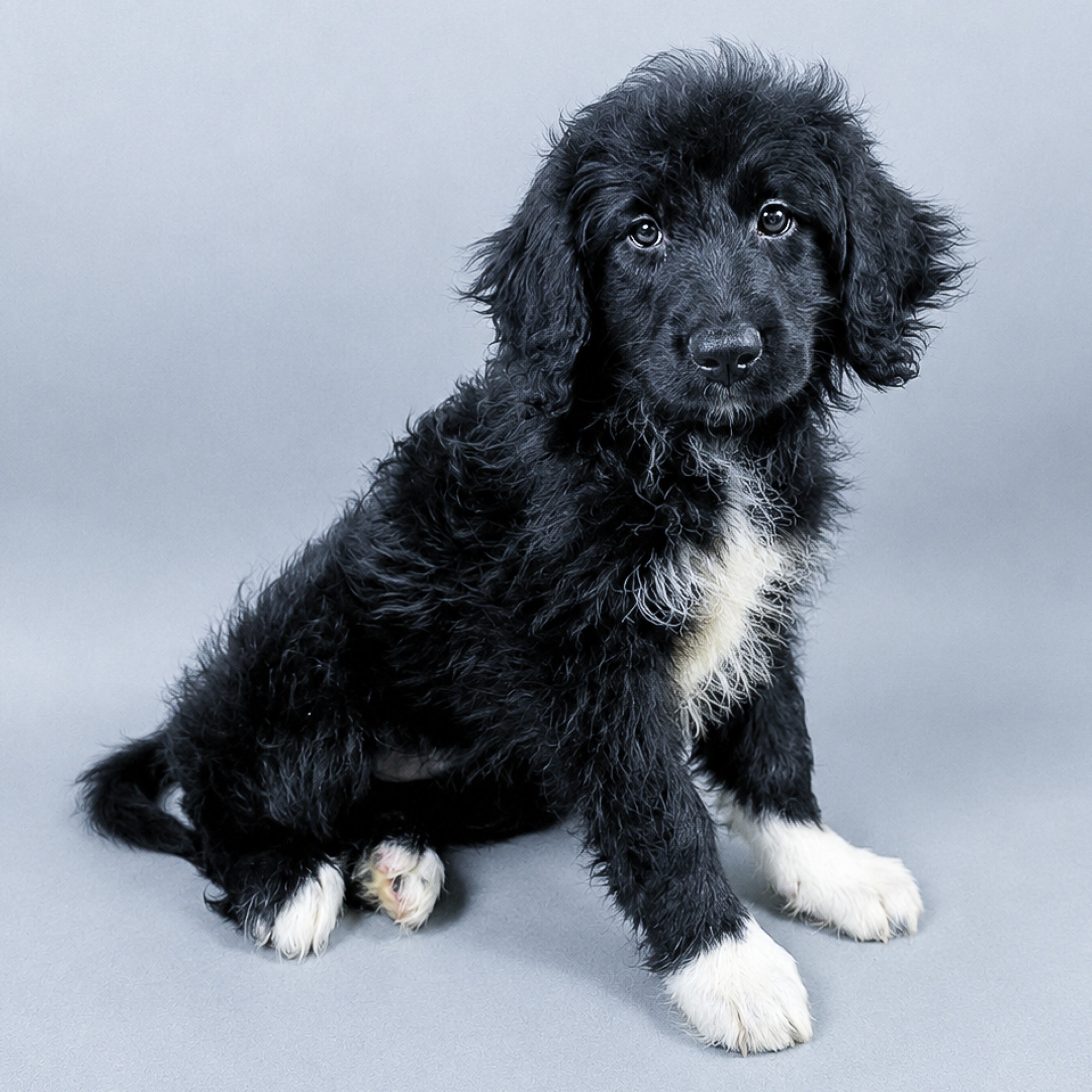 Kiwi the Bernedoodle puppy