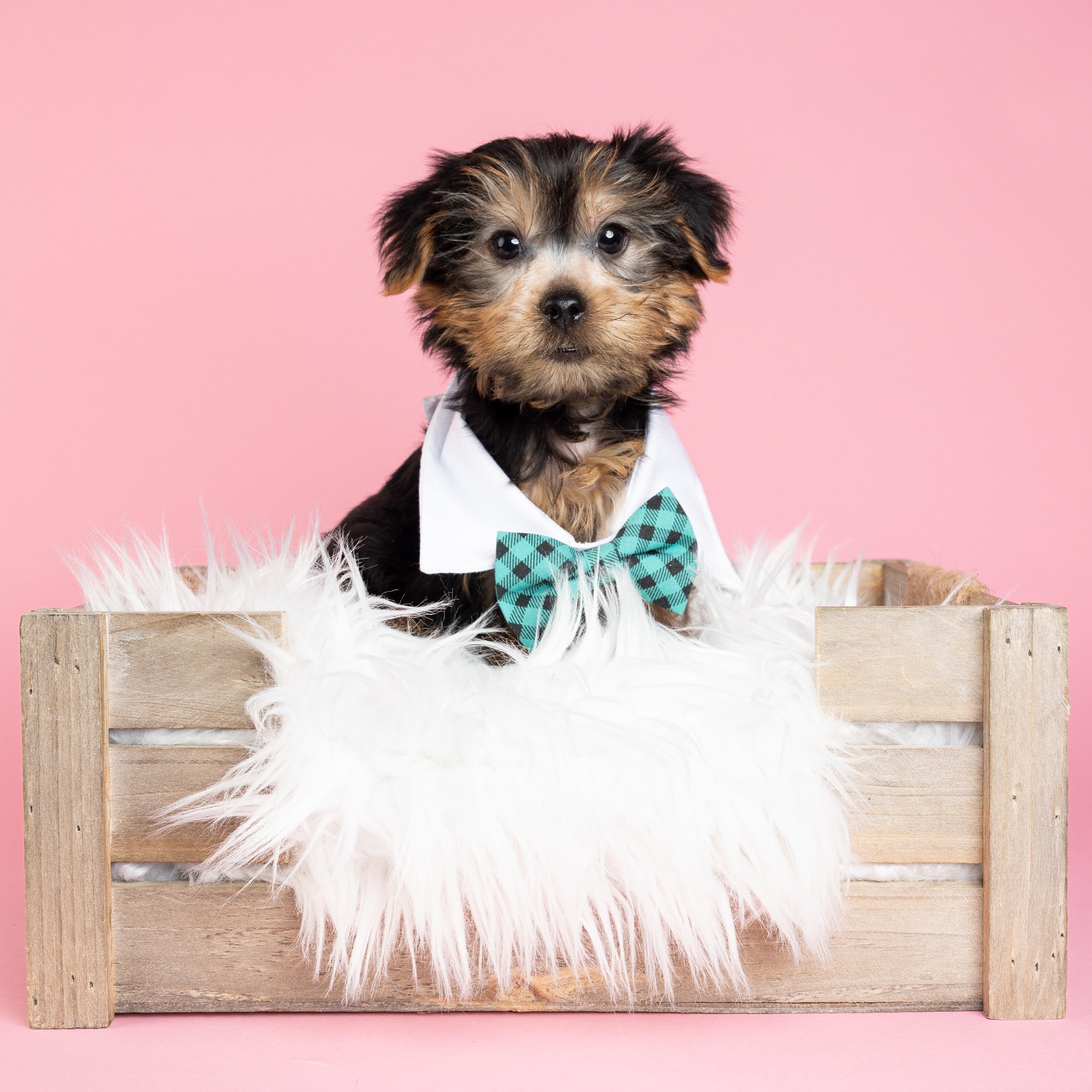 Ezra the Yorkshire Terrier puppy