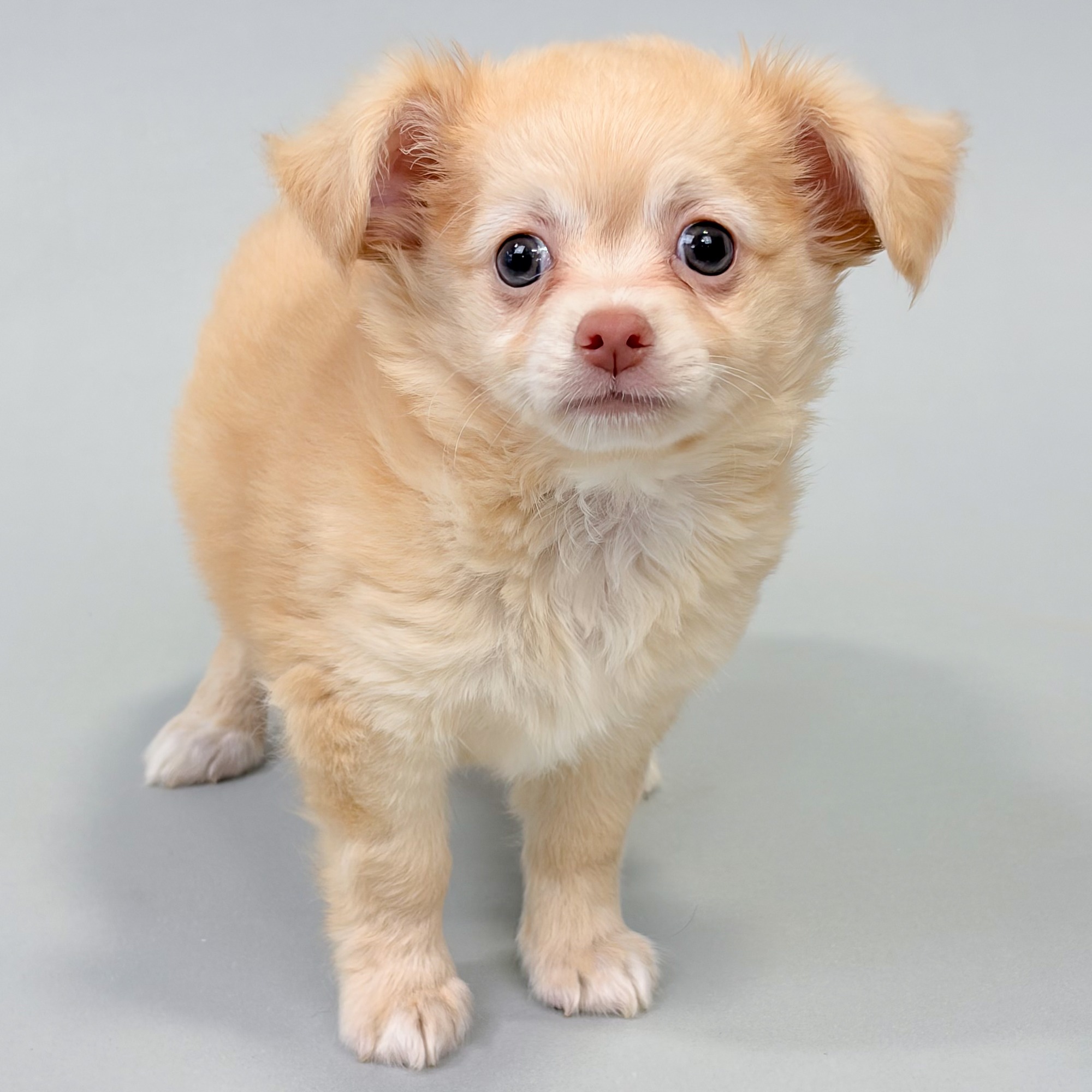 Mercer the Chihuahua puppy