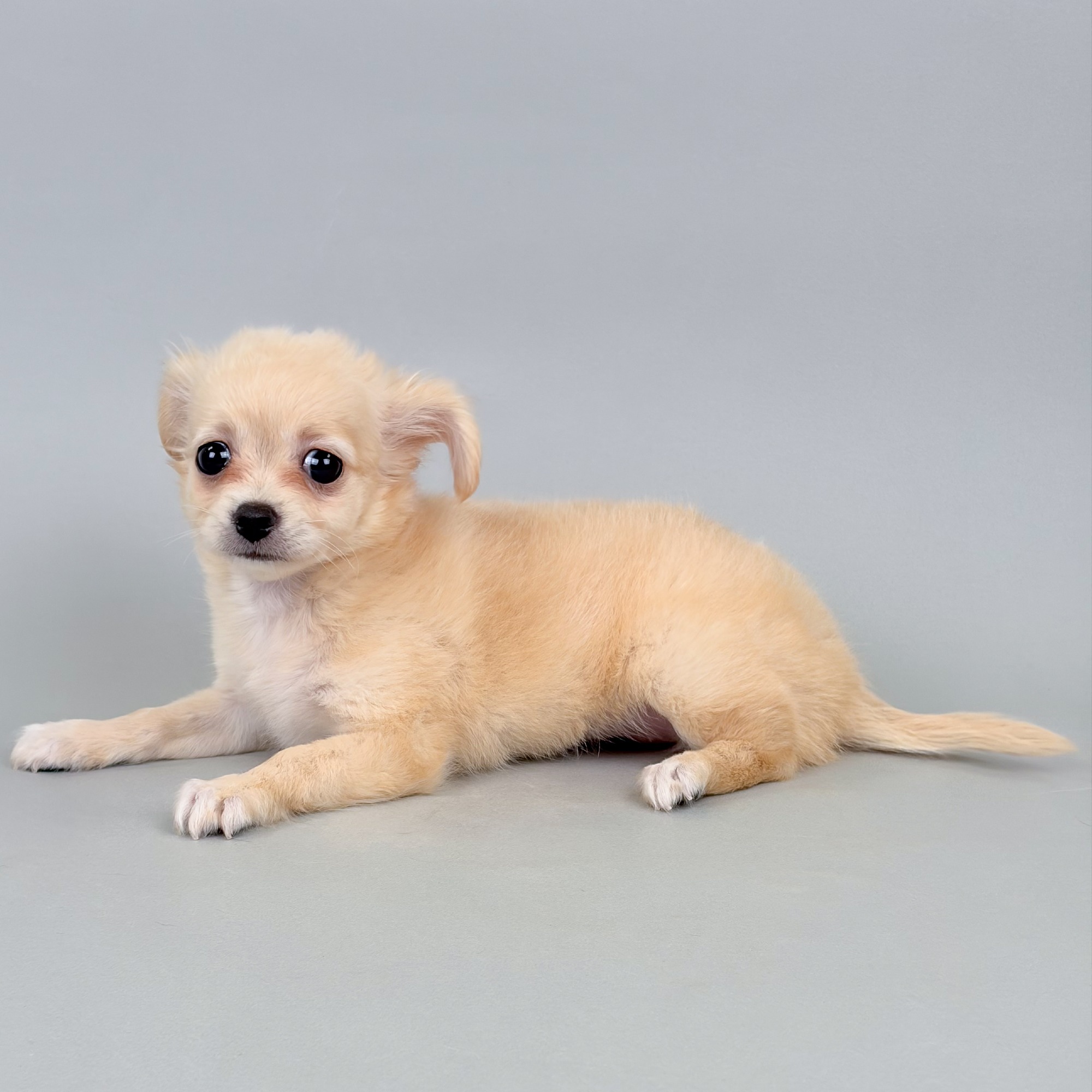 Lacey the Chihuahua puppy