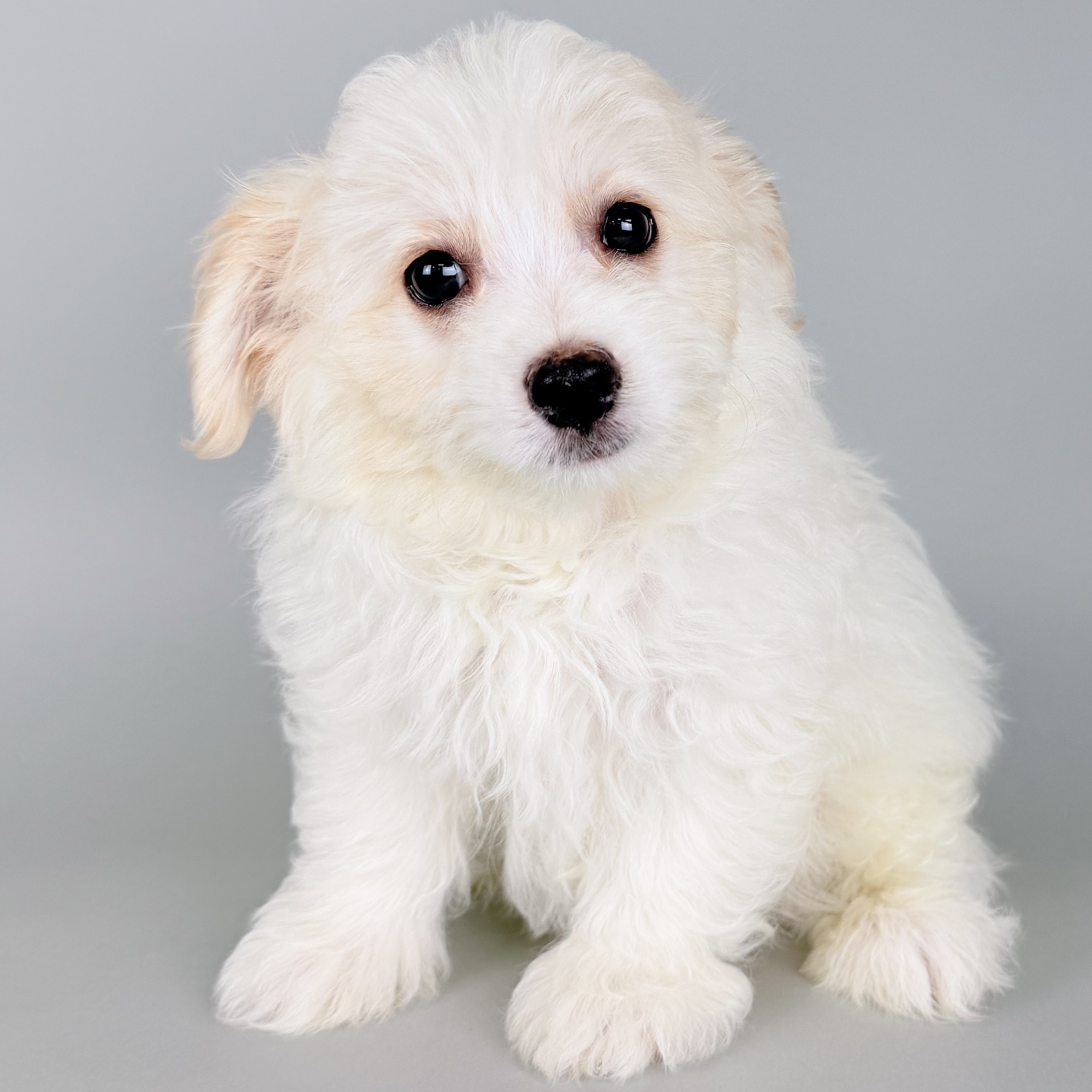 Oakley the Pompoo puppy