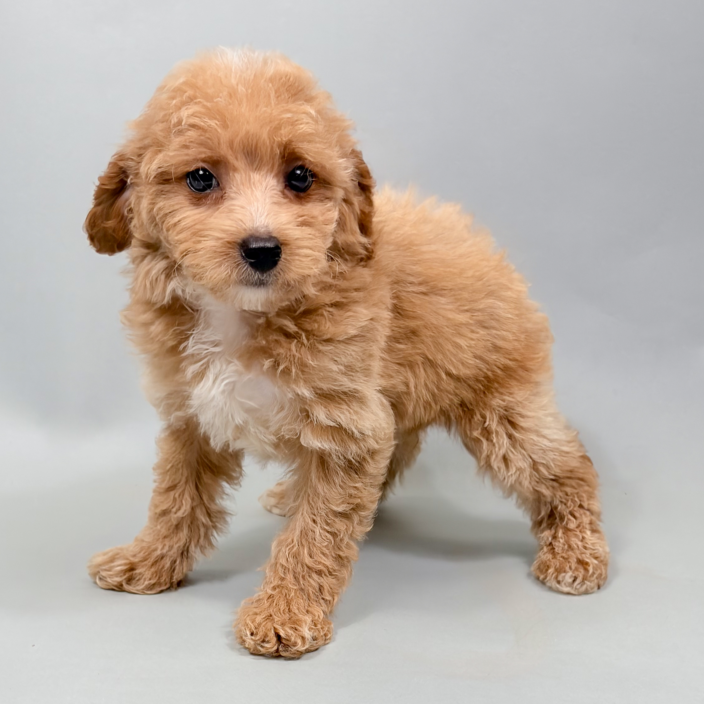 Ella the Toy Poodle puppy