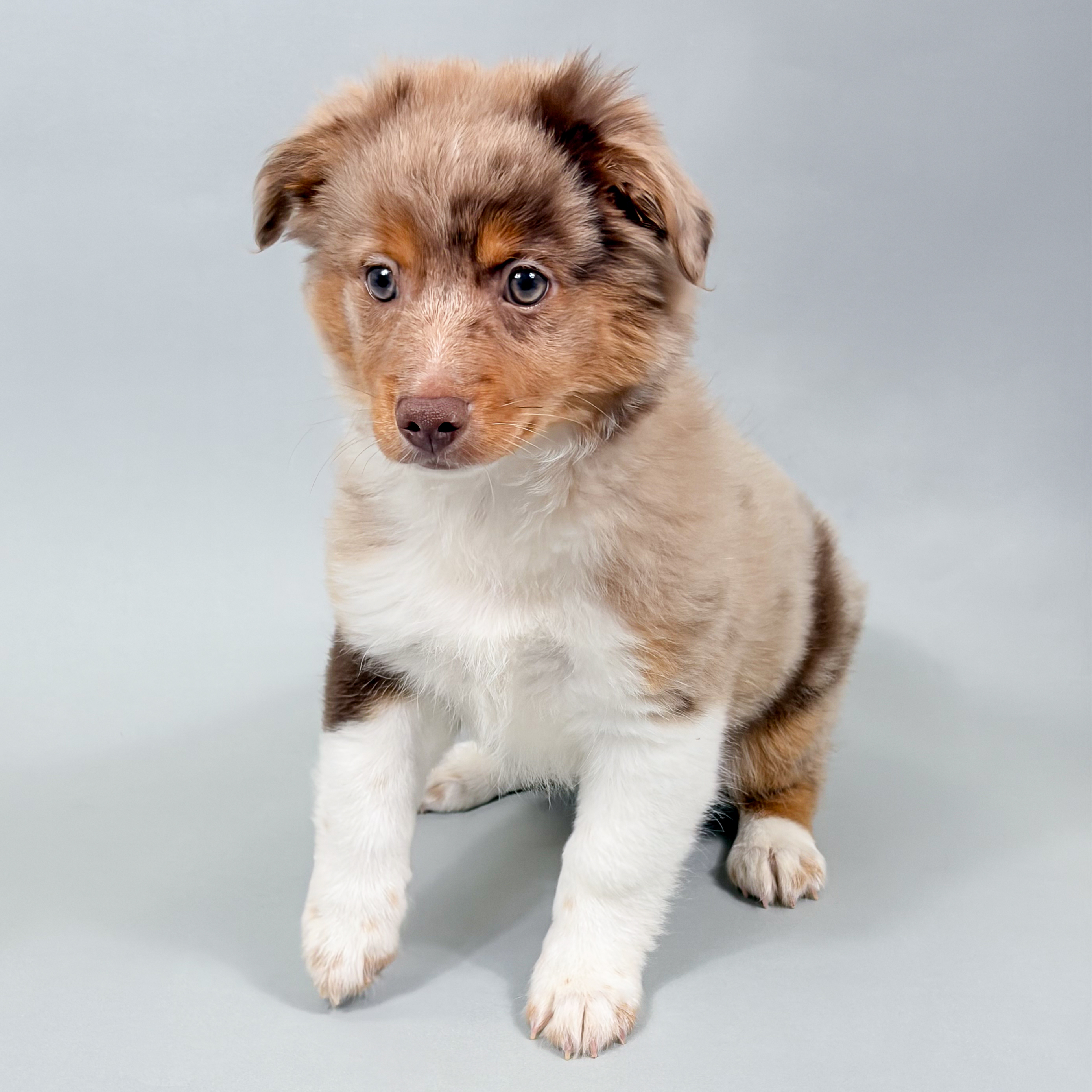 Bo the Mini Australian Shepherd puppy