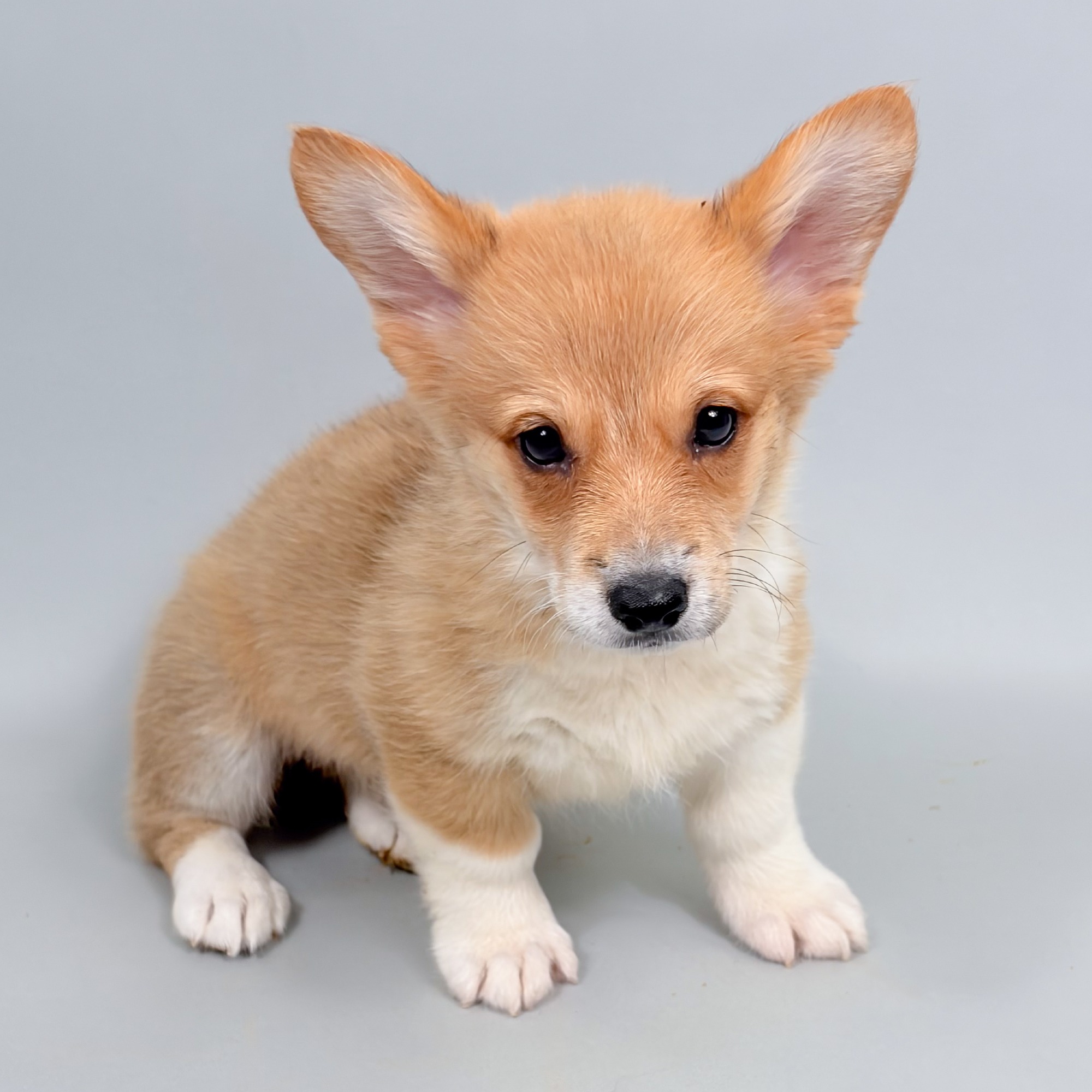 Lana the Pembroke Welsh Corgi puppy