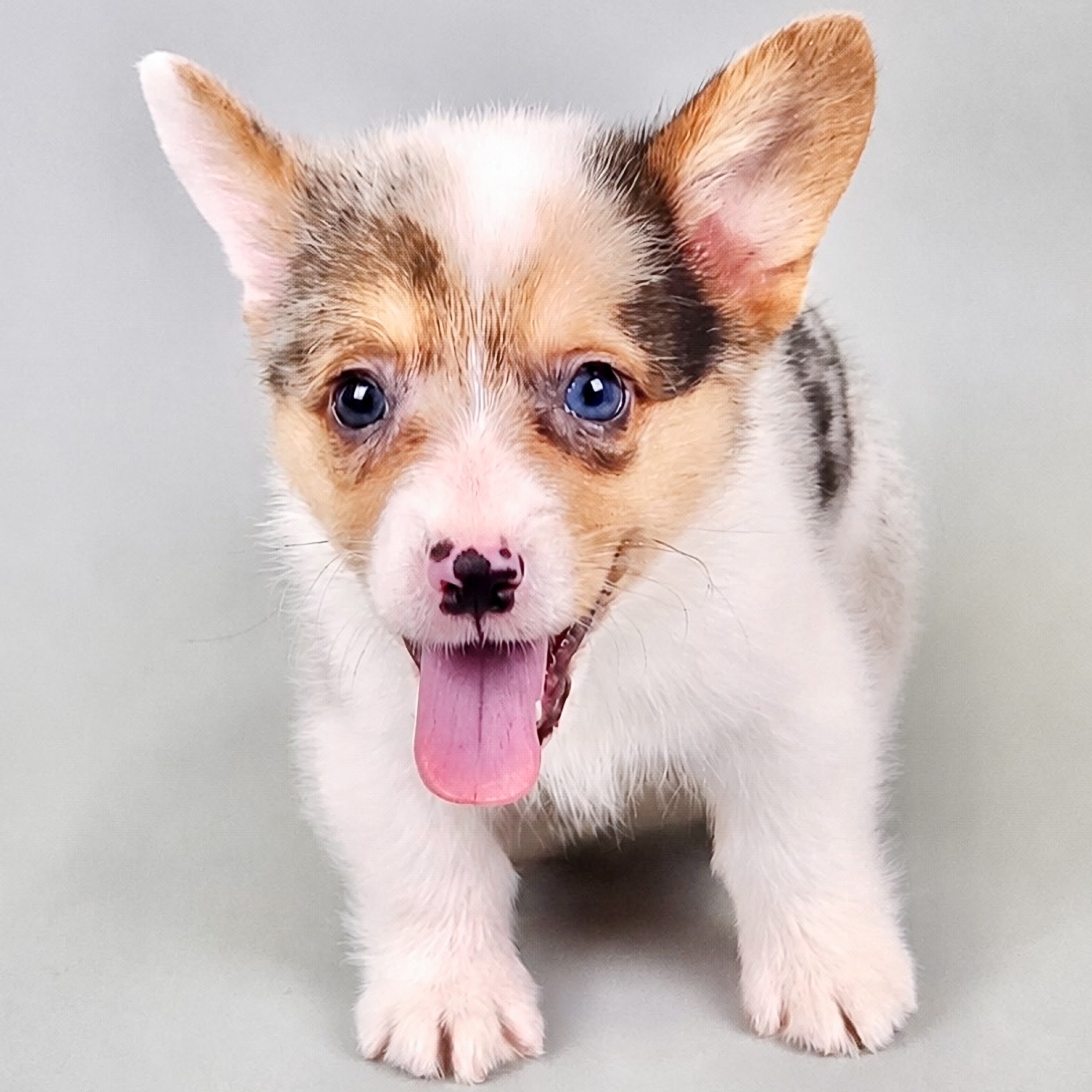 Dixon the Pembroke Welsh Corgi puppy