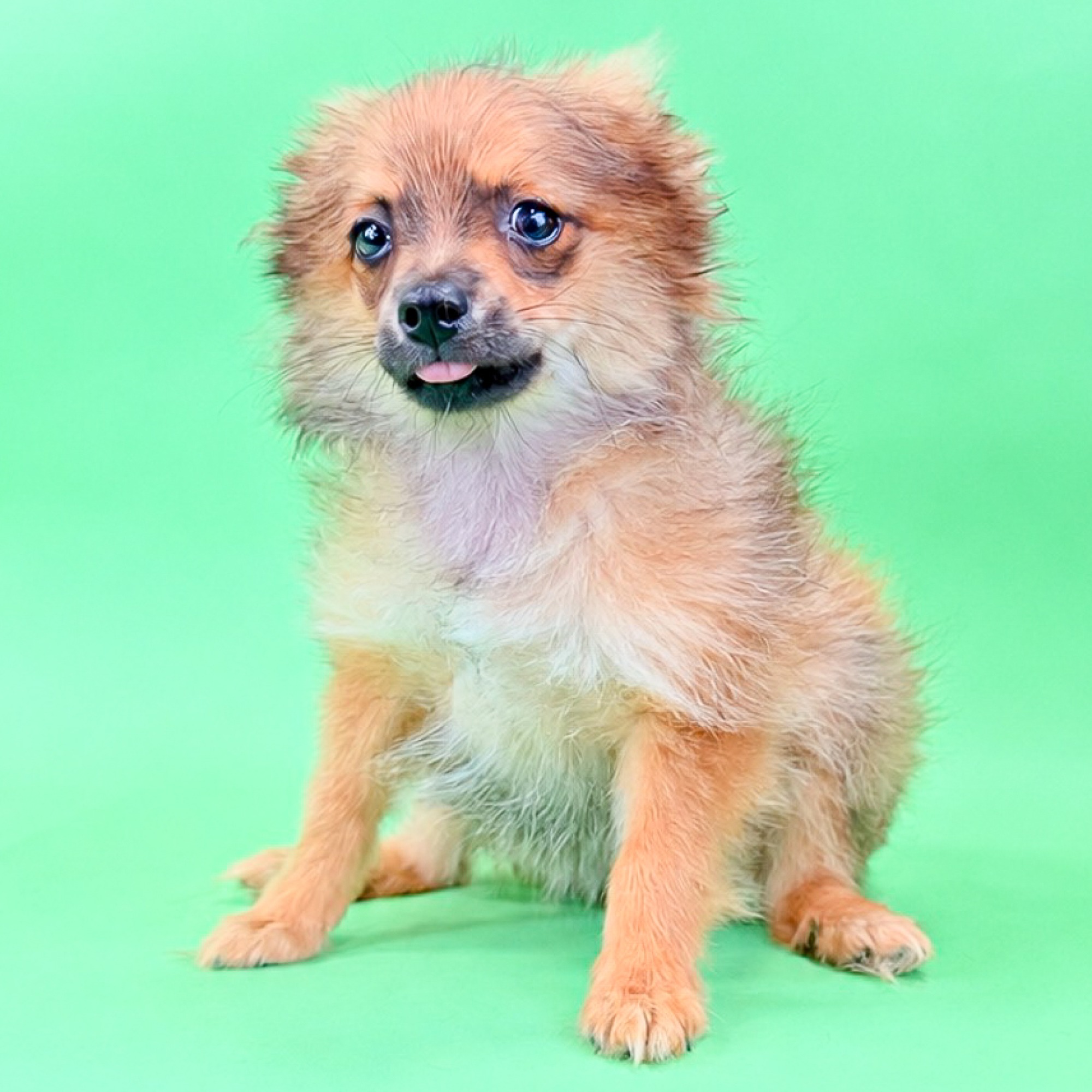 Ziggy the Pomeranian puppy