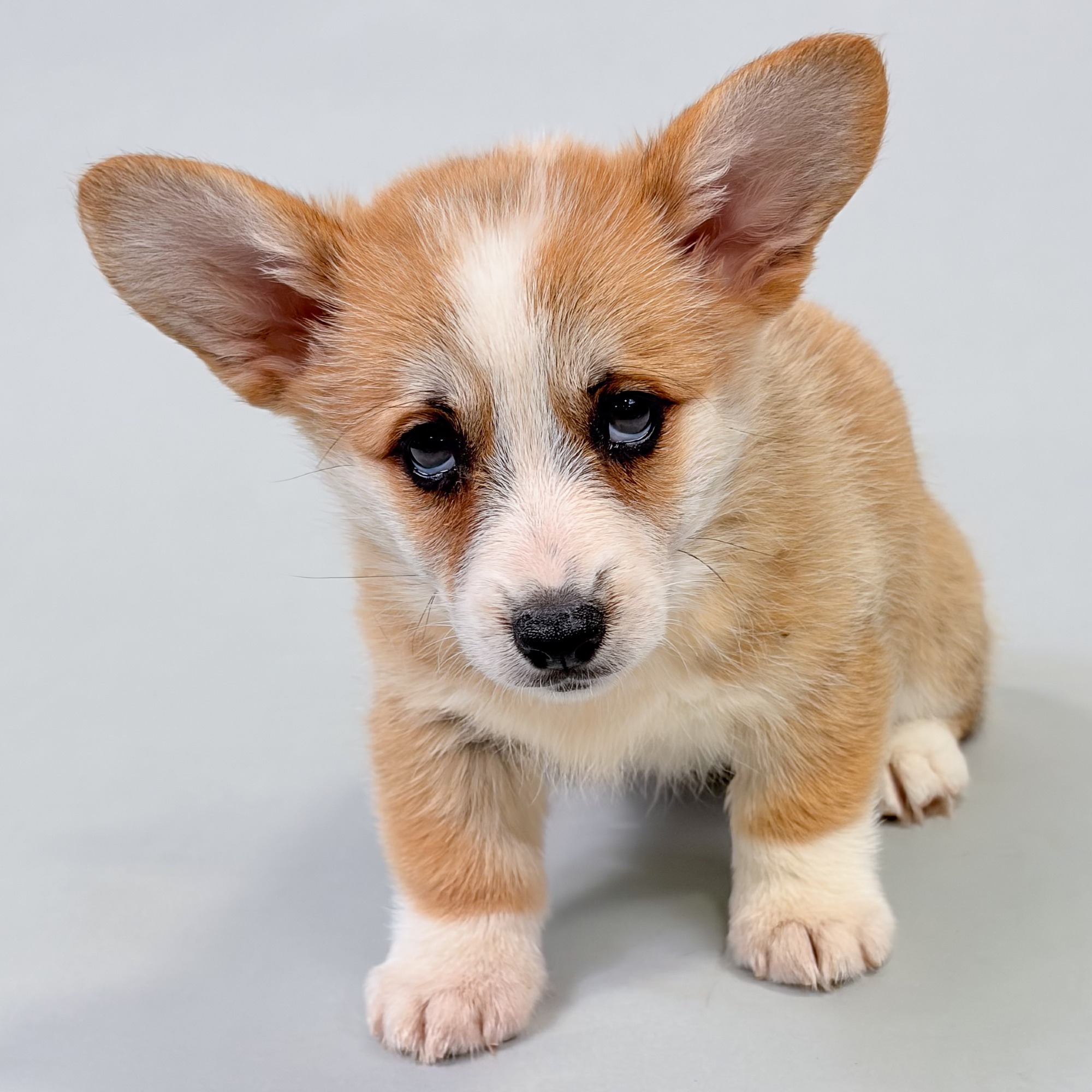 Greta the Pembroke Welsh Corgi puppy