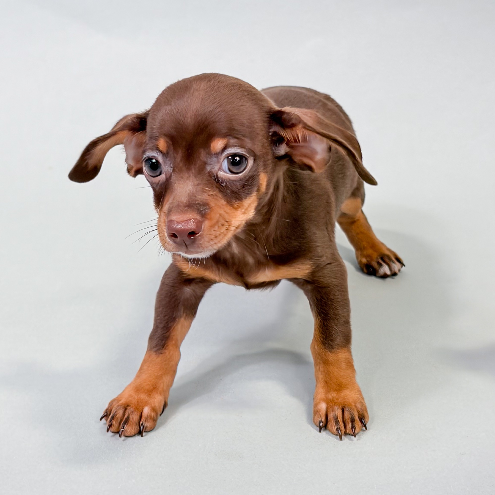 Chica the Chiweenie puppy
