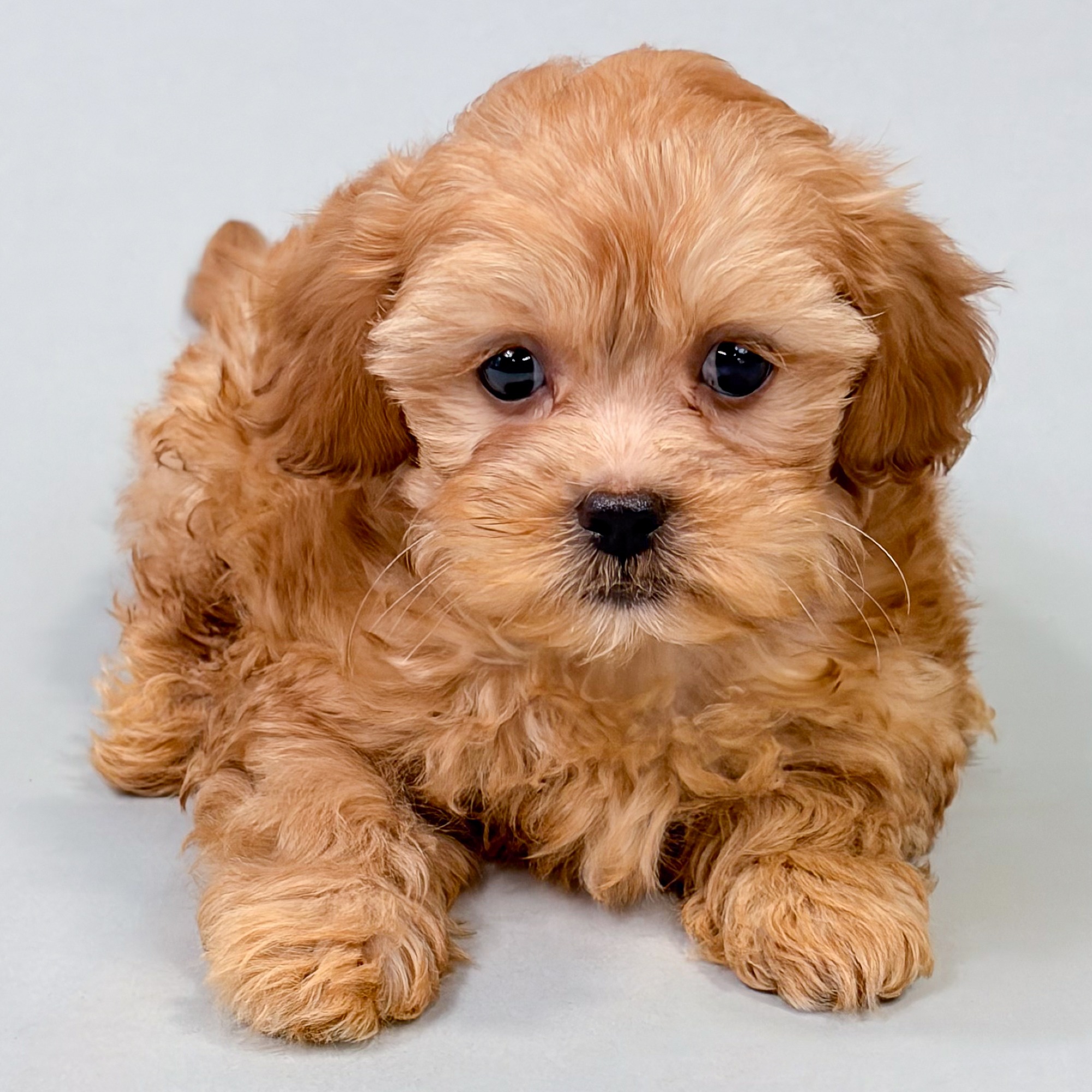 Clark the Shihpoo puppy