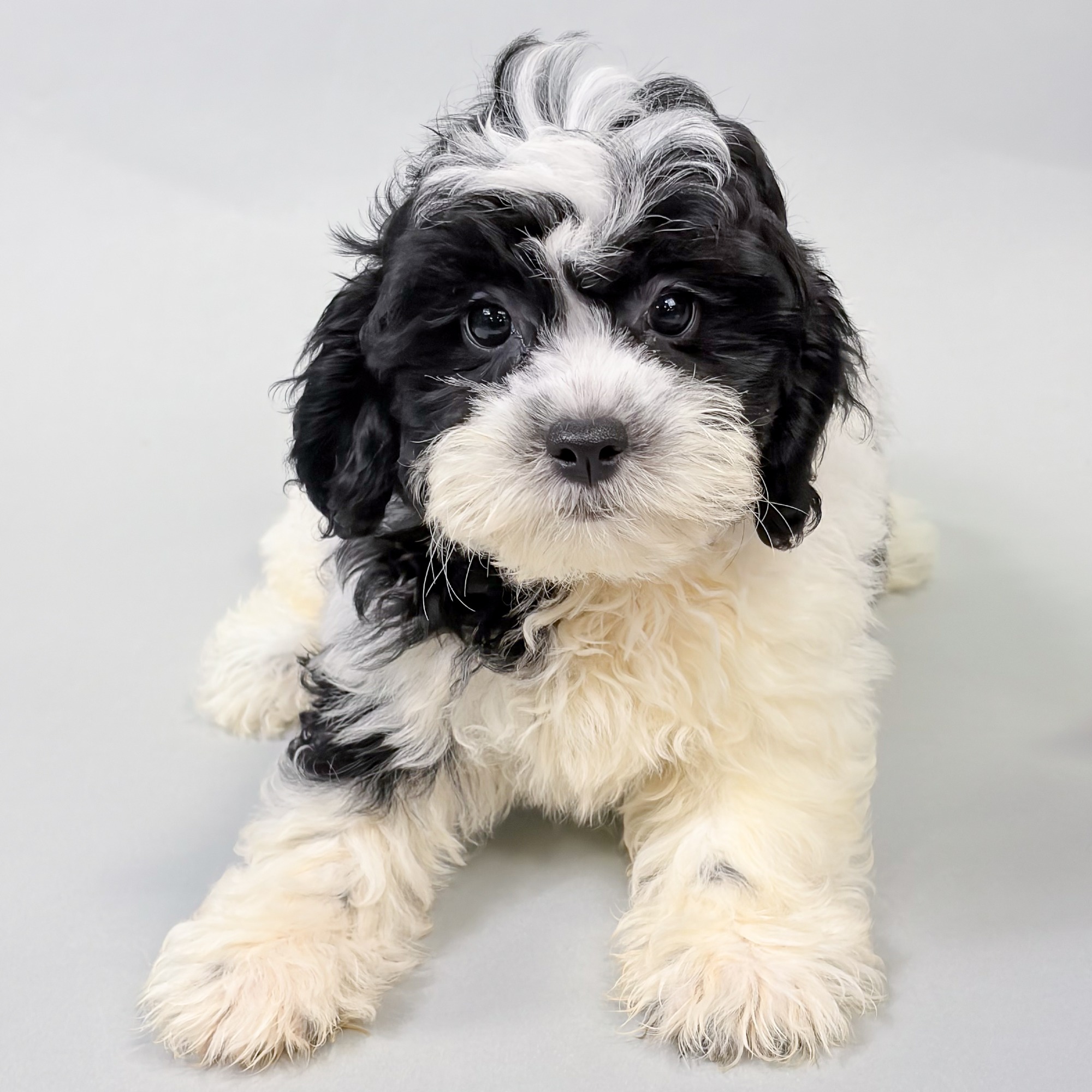 Unity the Shihpoo puppy