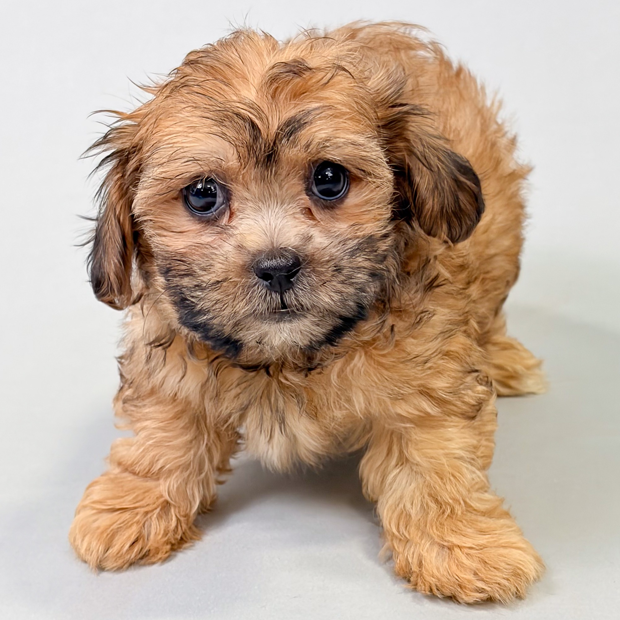 Nina the Shihpoo puppy