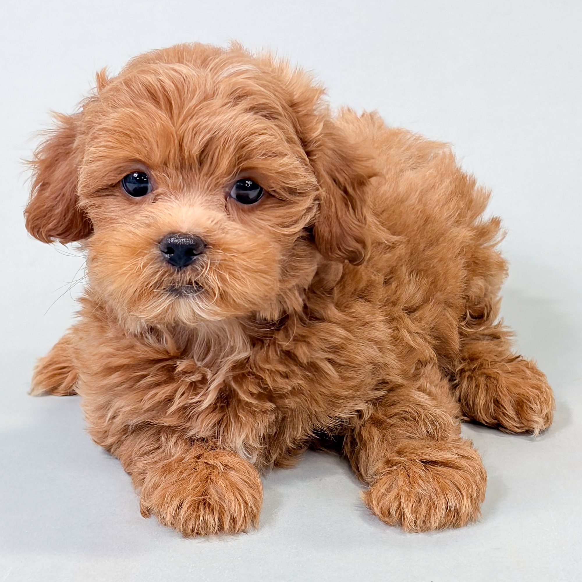 Gage the Shihpoo puppy