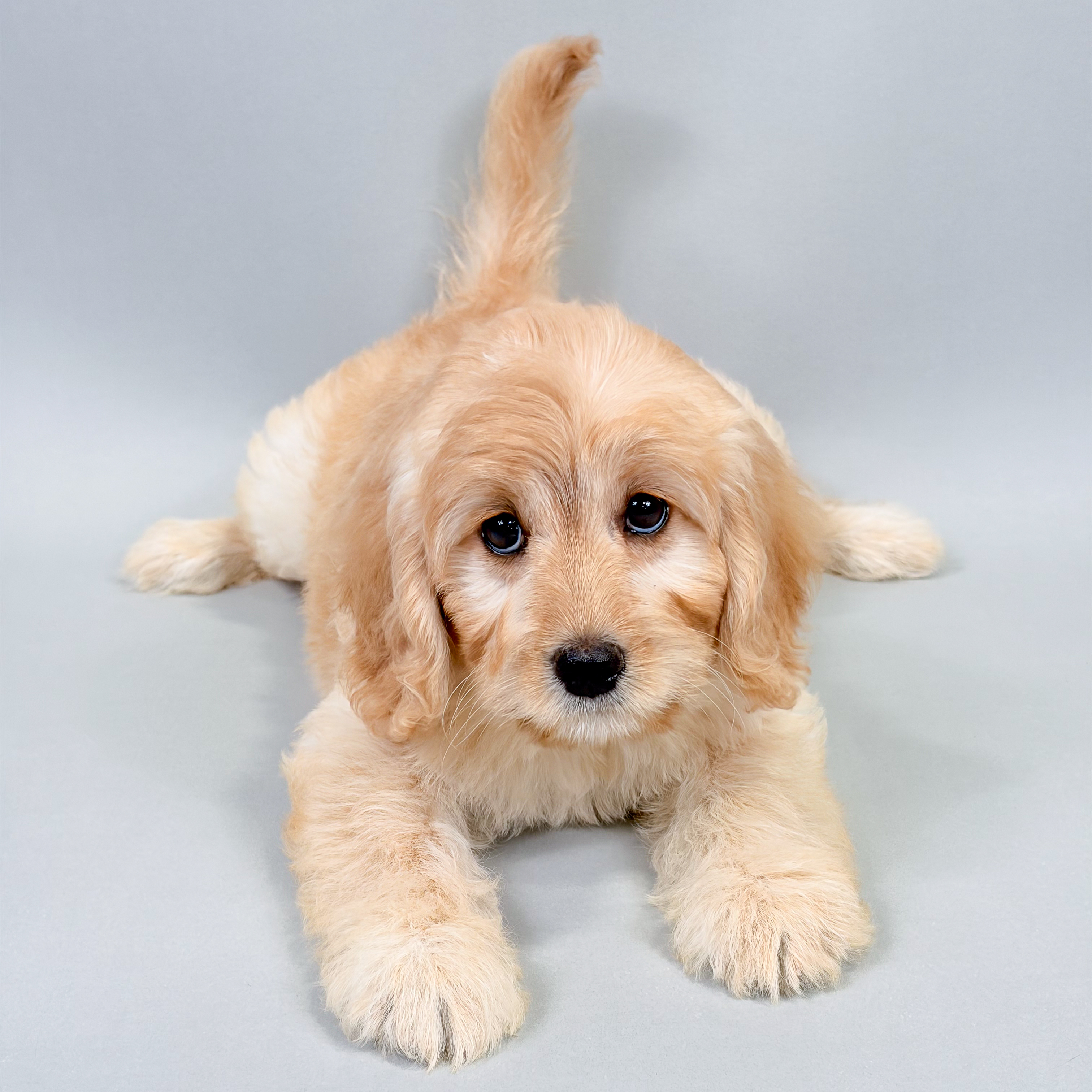 Xanti the Mini Labradoodle puppy