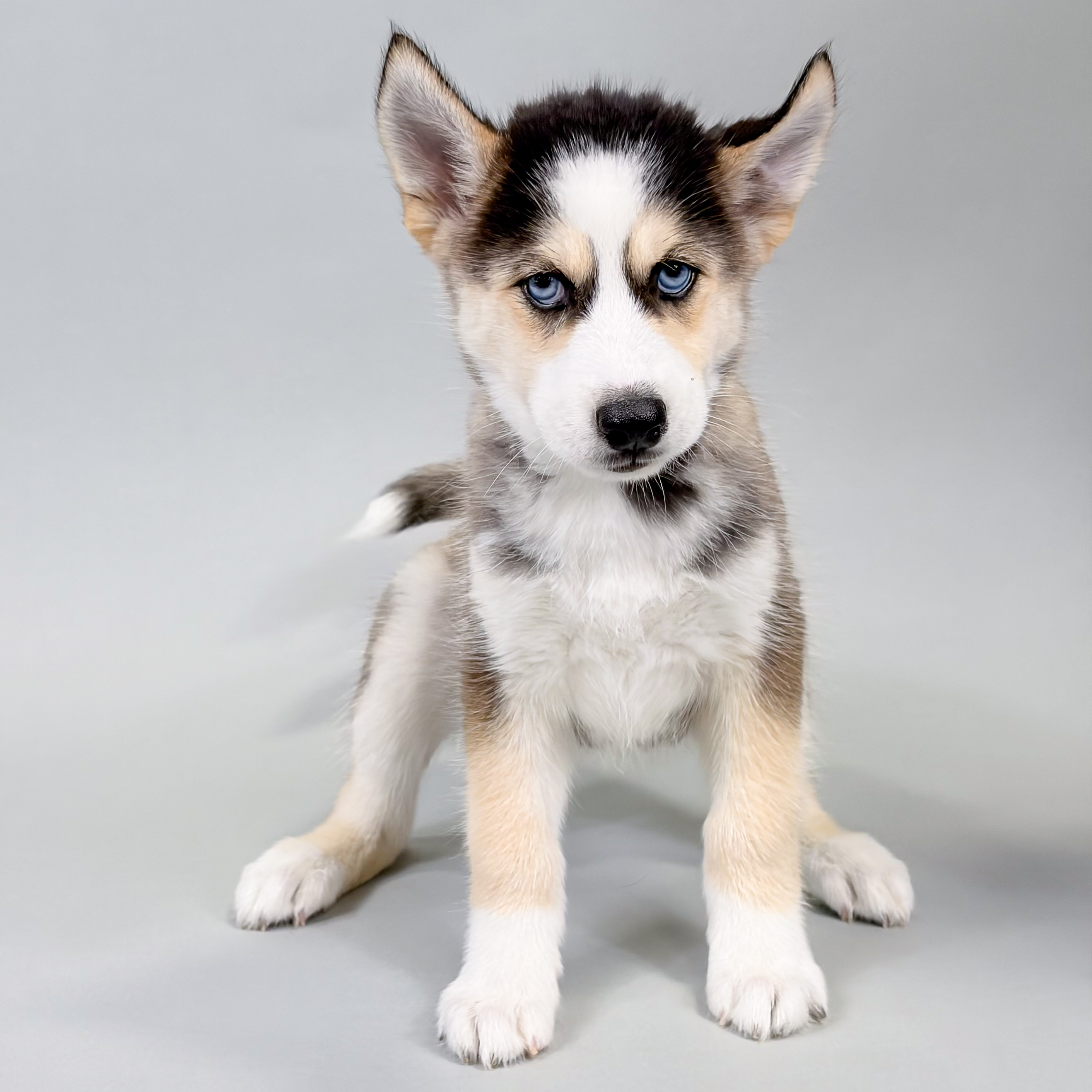 Missy the Siberian Husky puppy