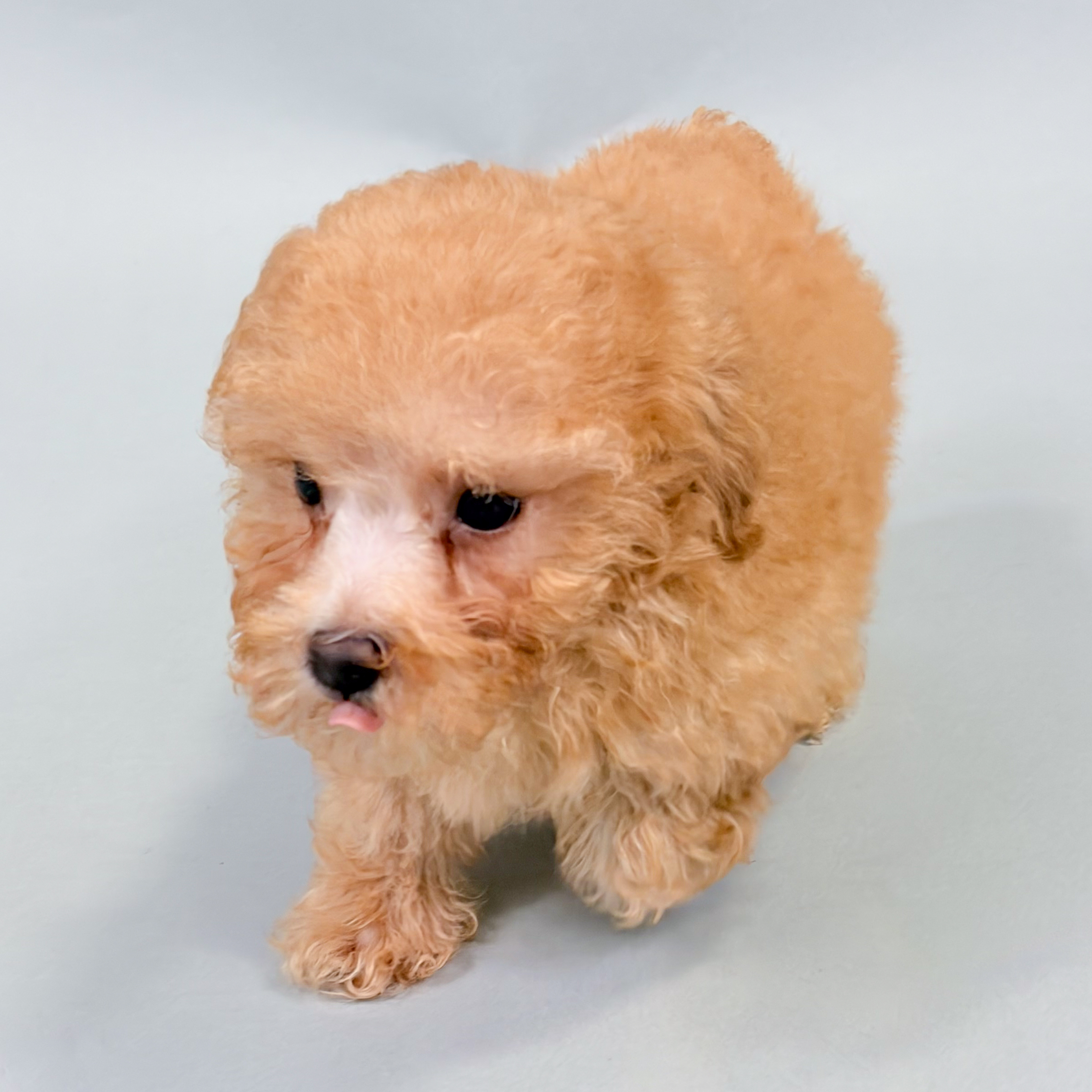 Rylie the Toy Poodle puppy
