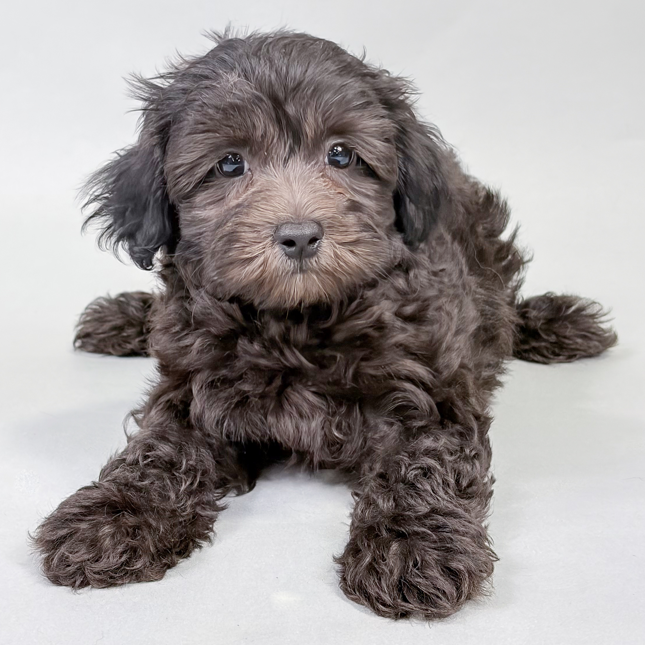 Sawyer the Maltipoo puppy