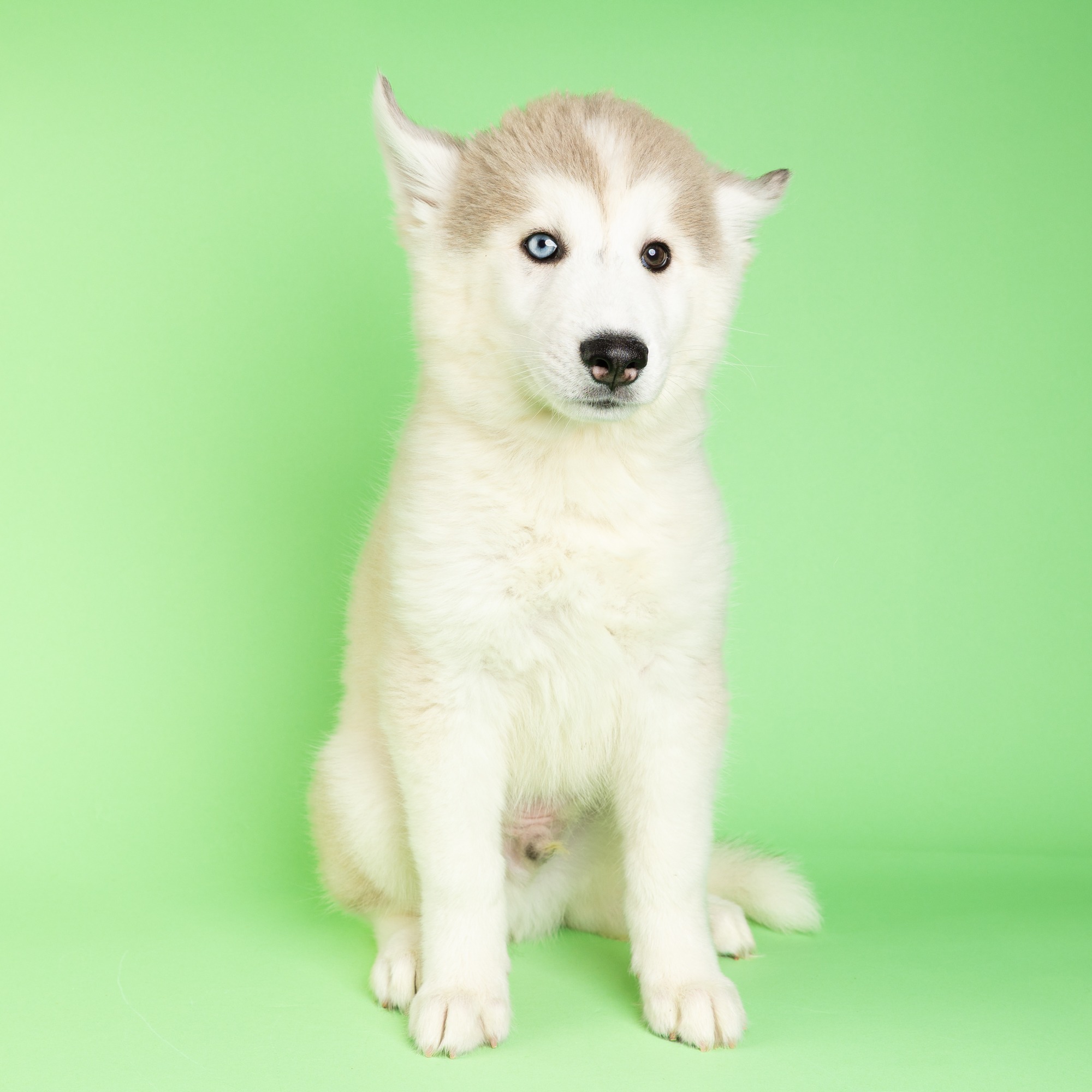 Ives the Siberian Husky puppy