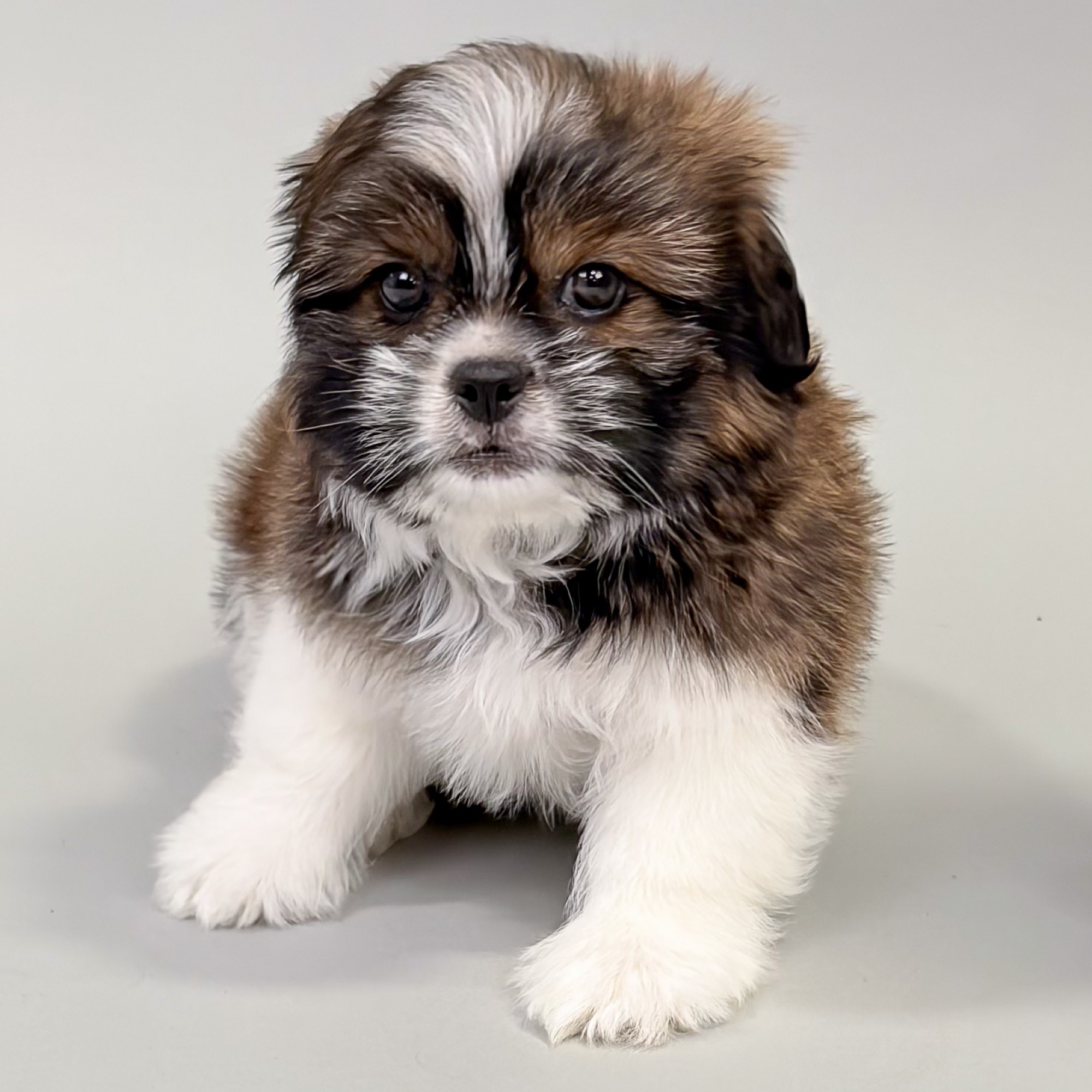 Huck the Shih Tzu puppy
