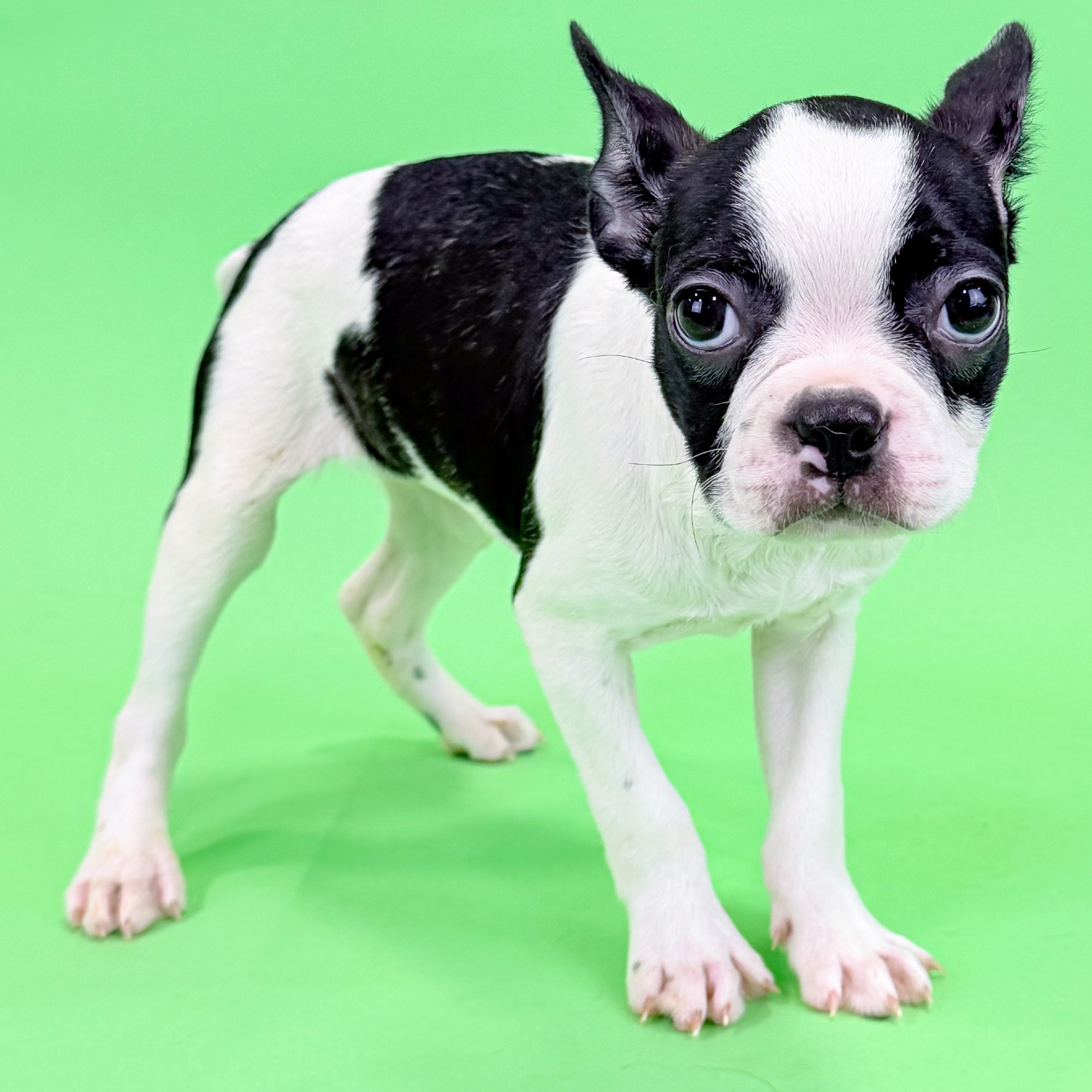 Foxy the Boston Terrier puppy