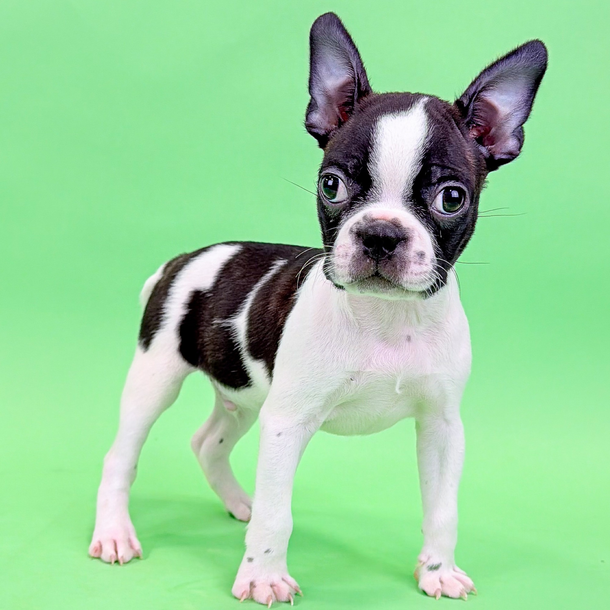 Francis the Boston Terrier puppy