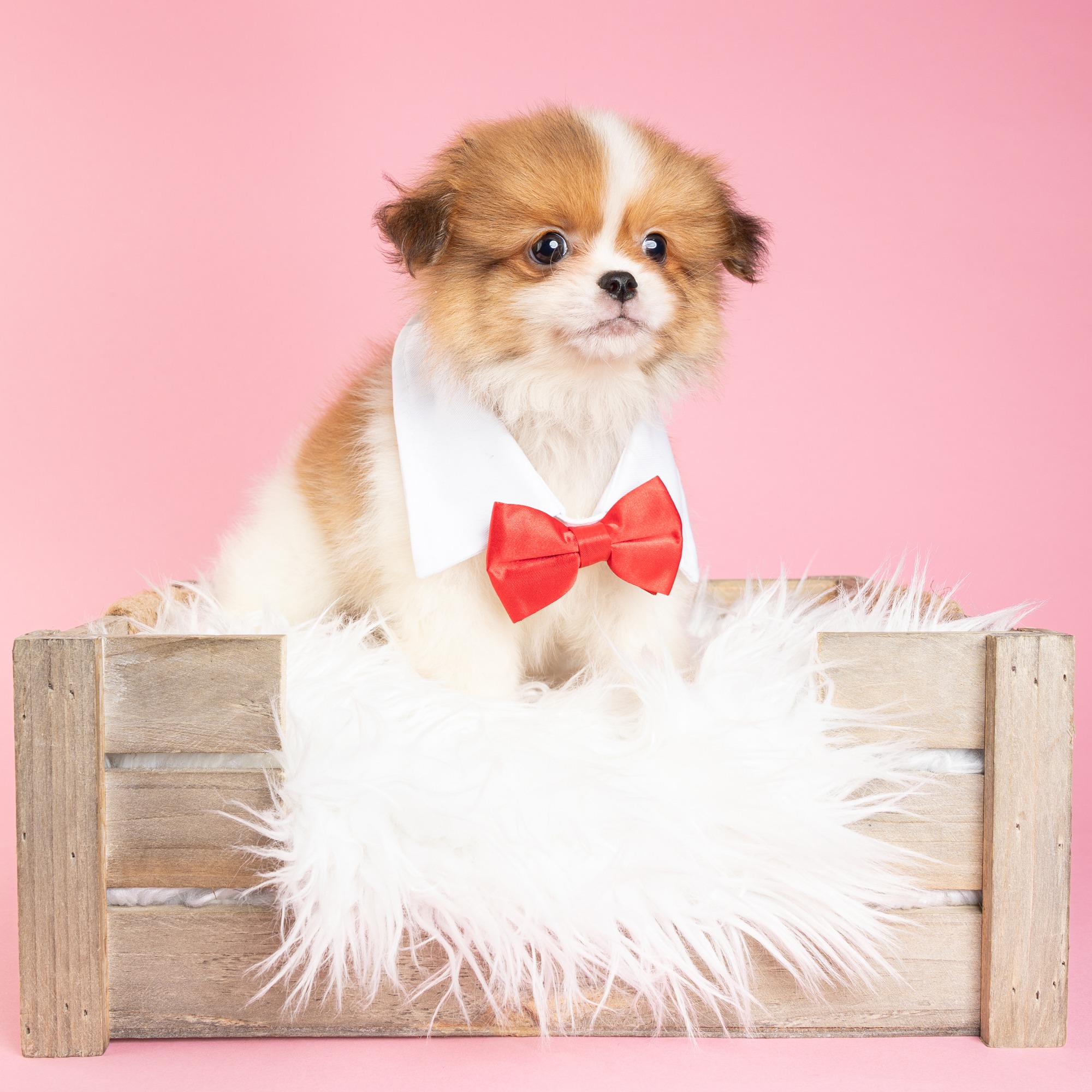 Dudley the Shihpom puppy