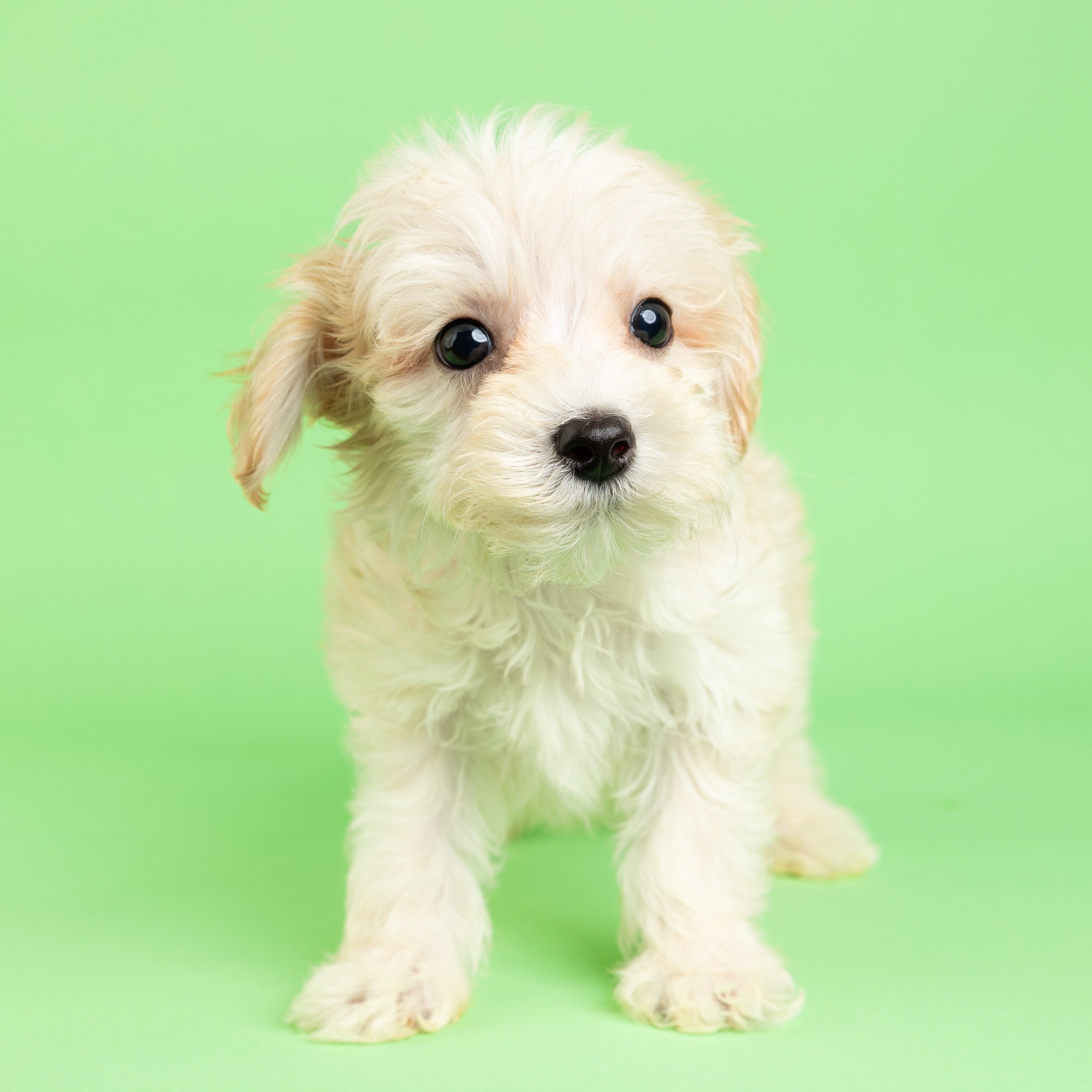 Wrigley the Maltipoo puppy