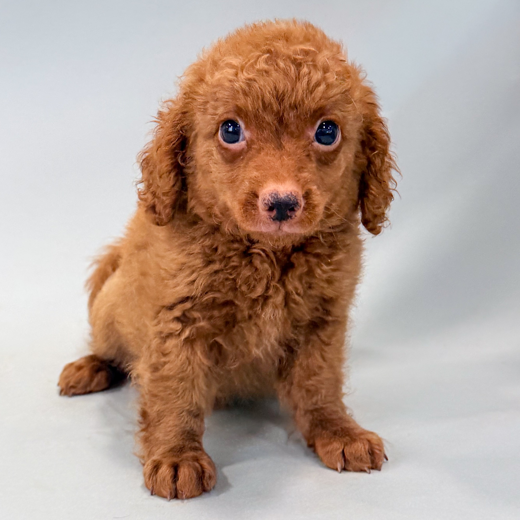 Cecil the Mini Goldendoodle puppy