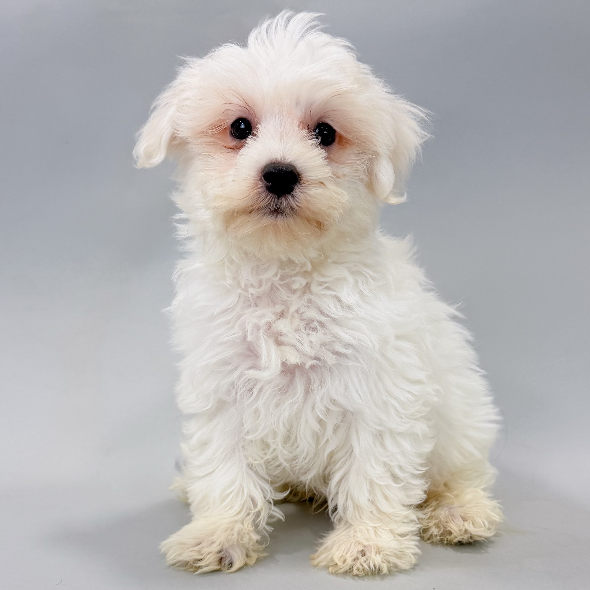 Farley the Maltipoo puppy
