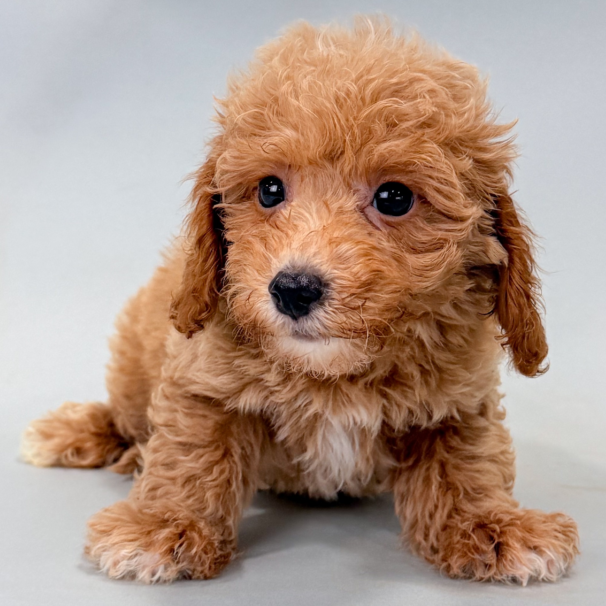 Samson the Maltipoo puppy