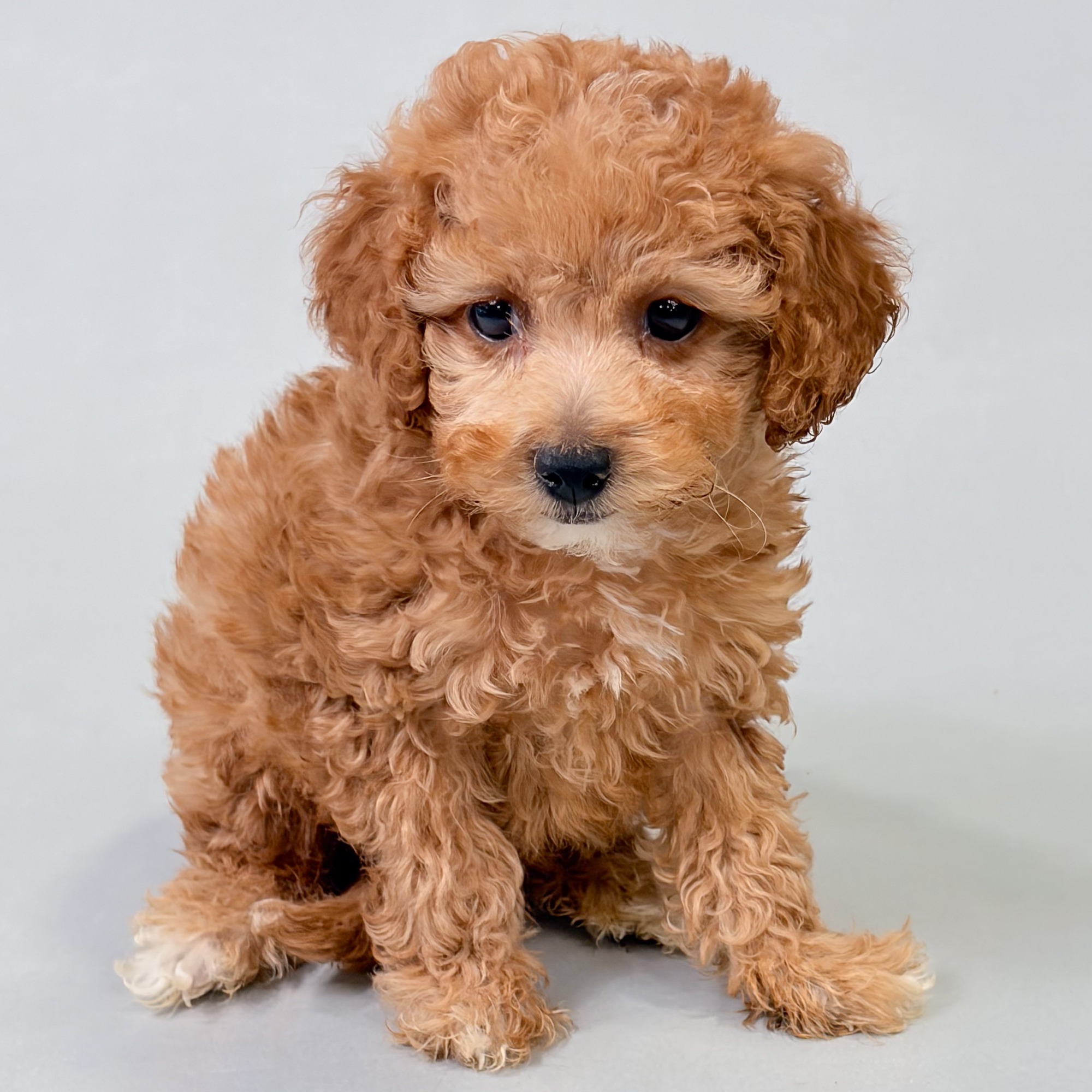 Watson the Maltipoo puppy