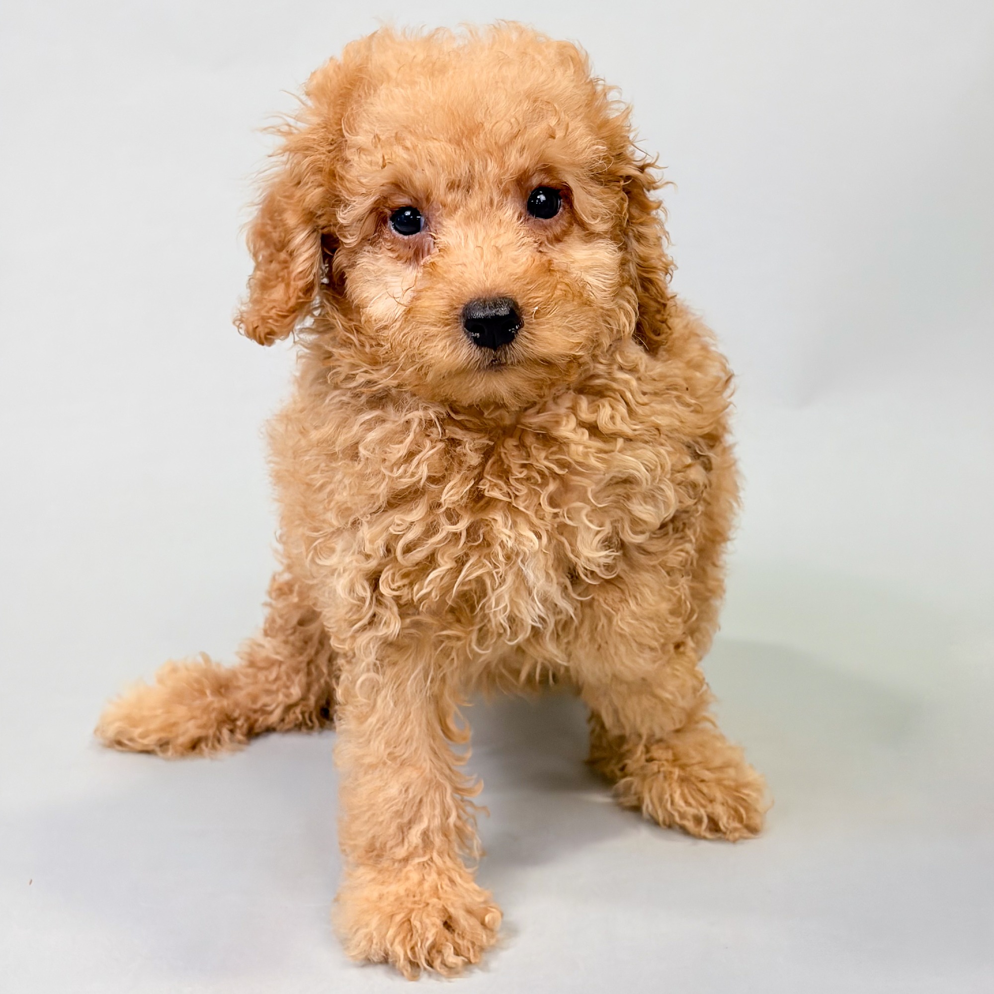 Opal the Maltipoo puppy