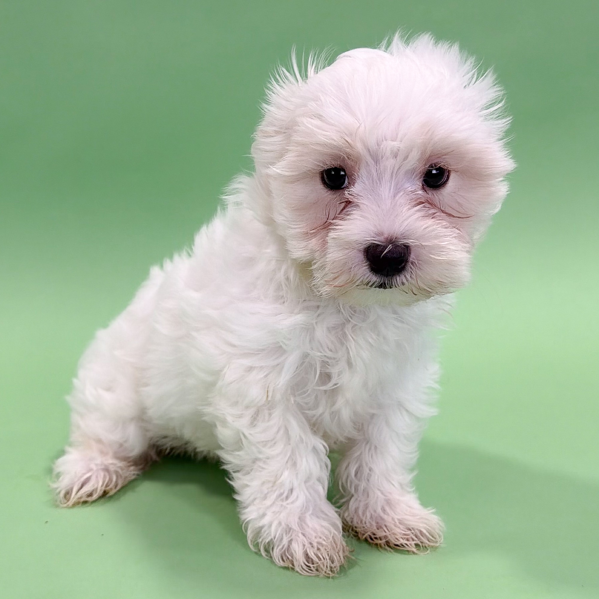 Taylor the Maltese puppy