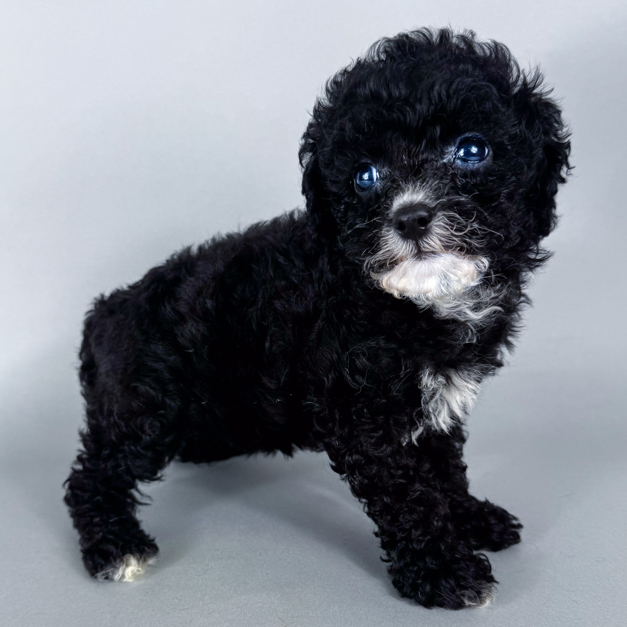 Candy the Cockapoo puppy
