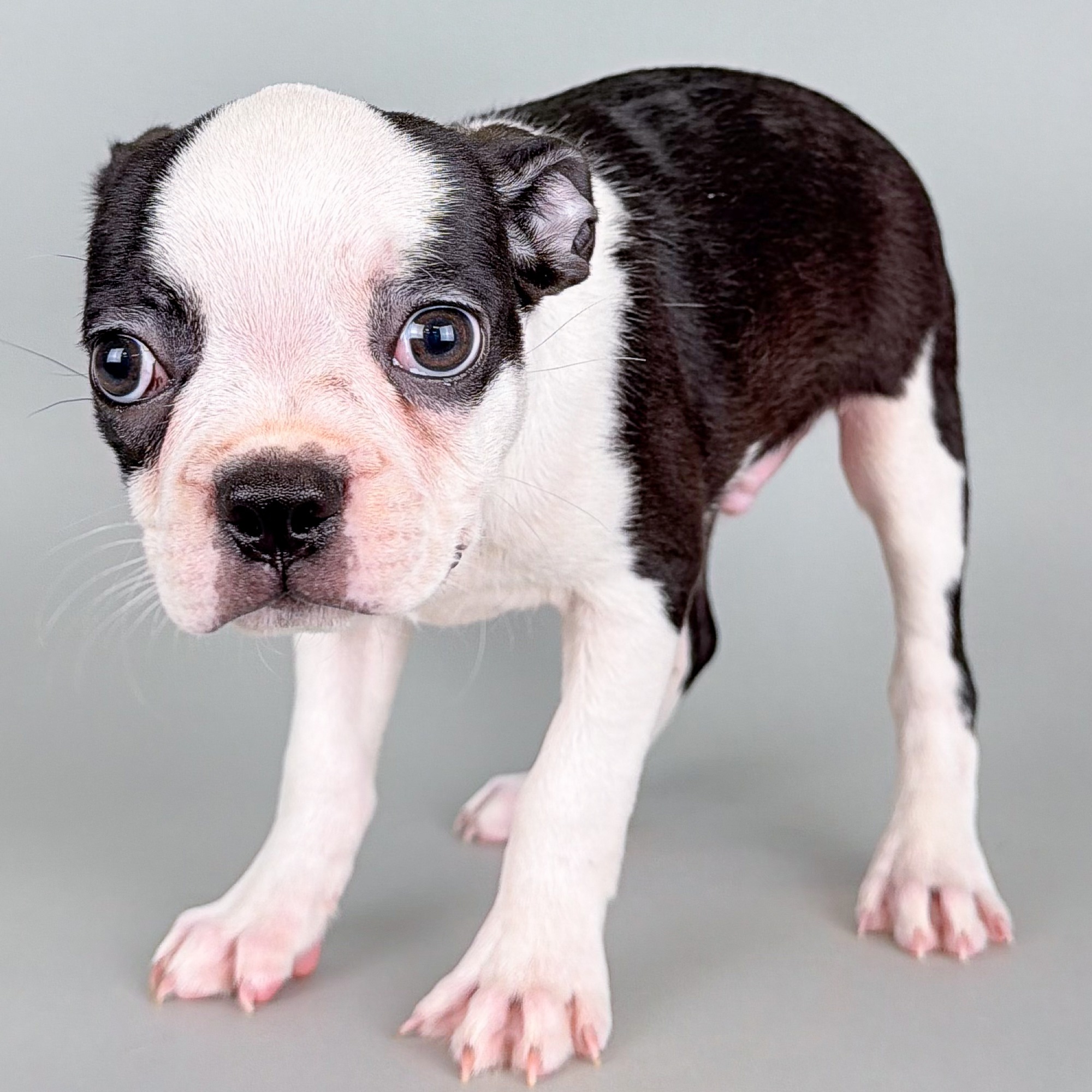 George the Boston Terrier puppy