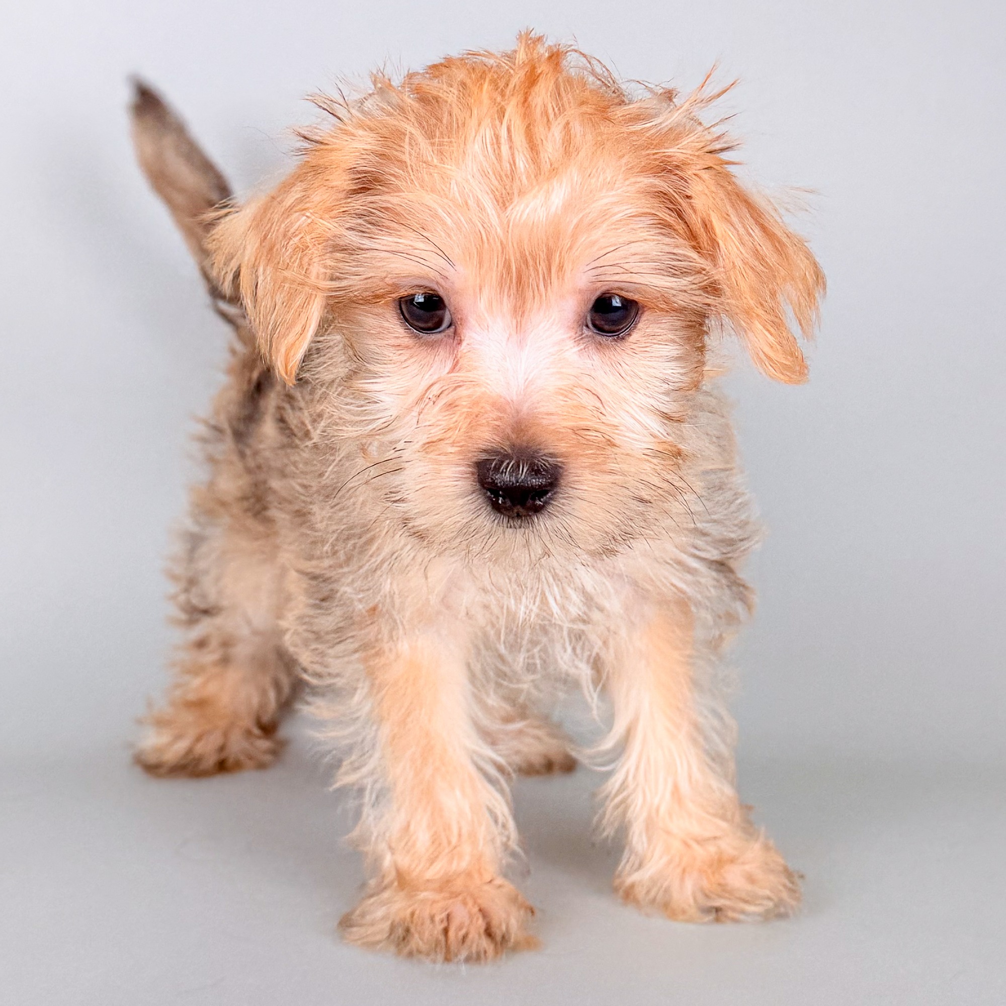 Roscoe the Morkie puppy