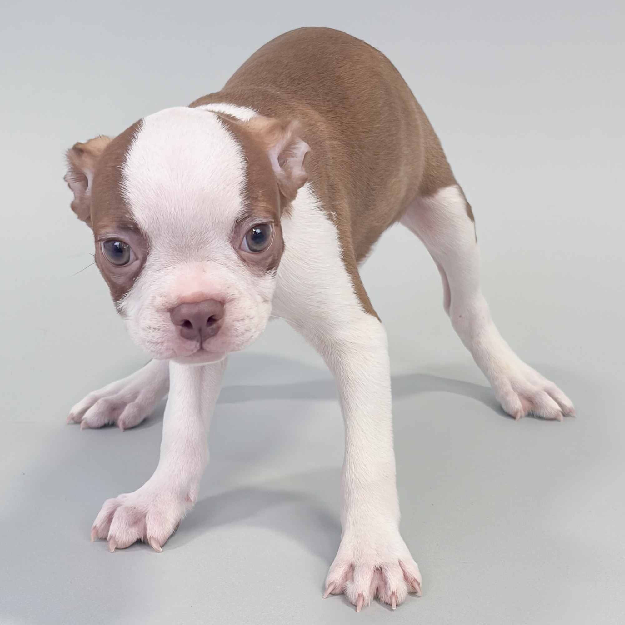 Reese the Boston Terrier puppy