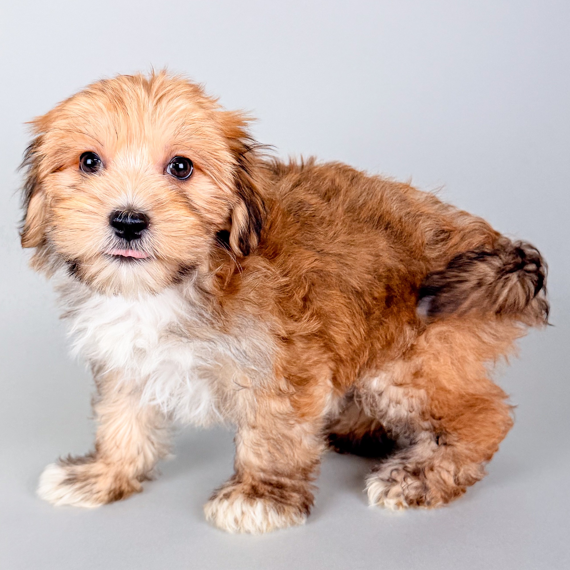 Ursula the Morkie puppy