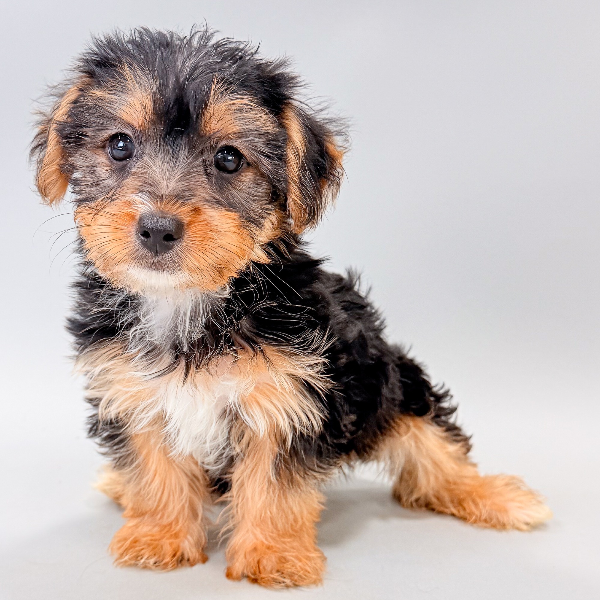 Luna the Morkie puppy