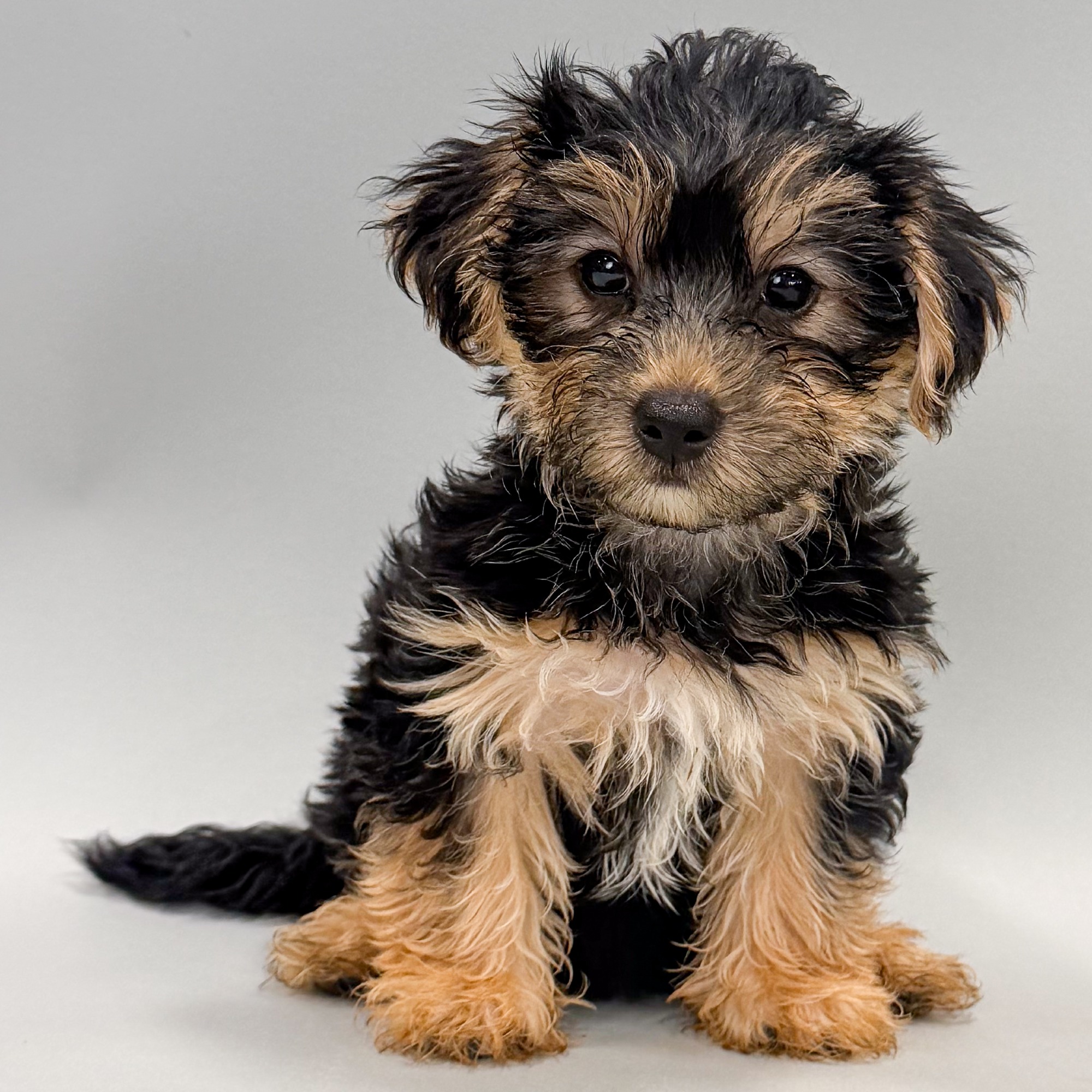 Daiquiri the Morkie puppy