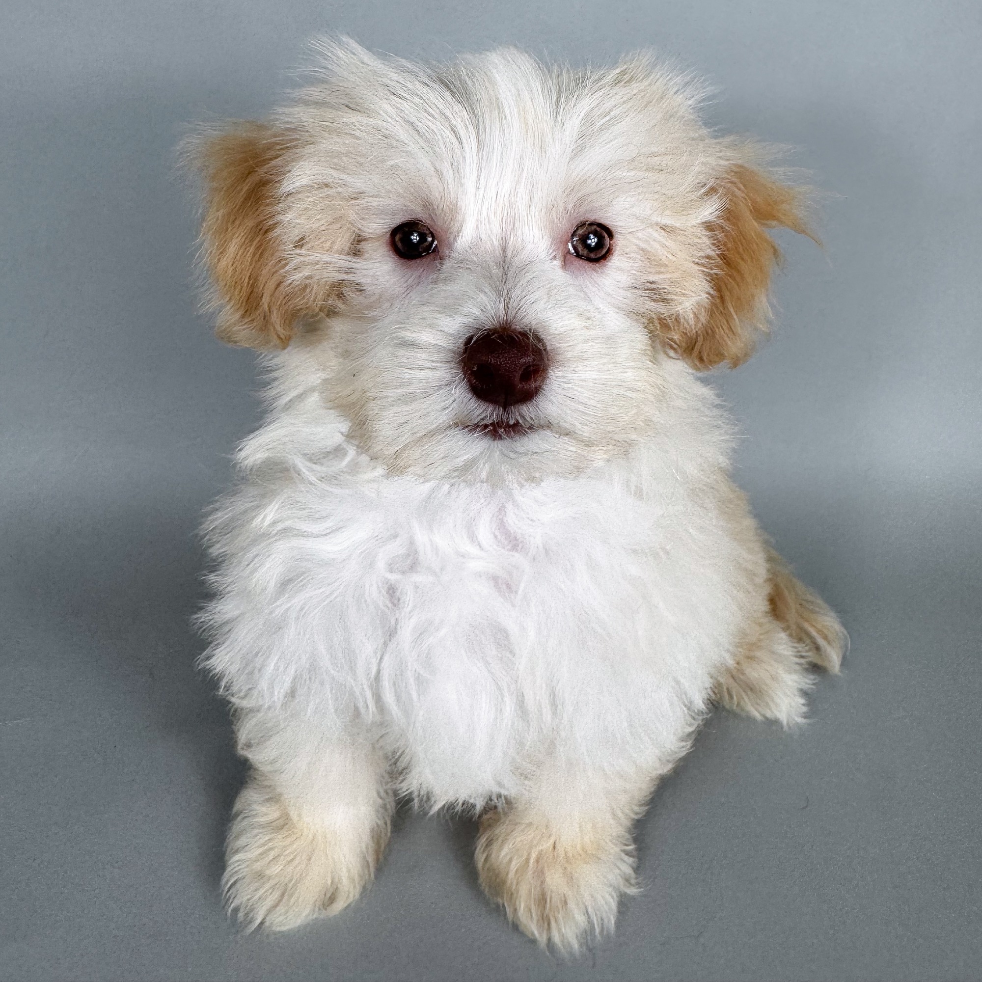 Lucas the Morkie puppy