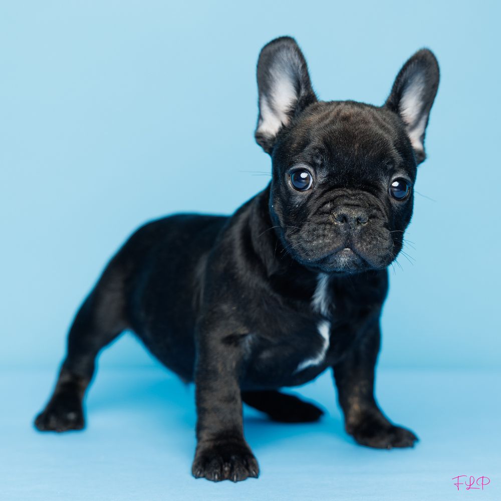 Thornton - French Bulldog Puppy Adopted in Ft Lauderdale, puppy ID ...