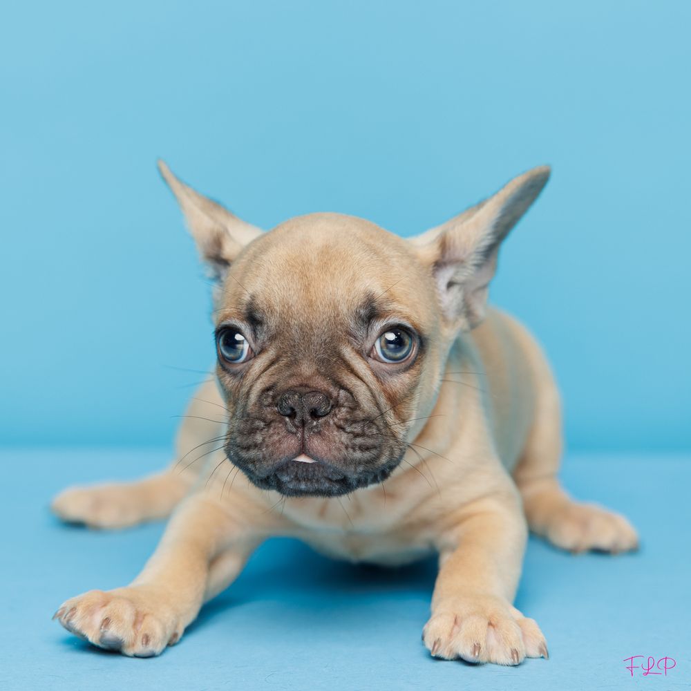 Coleman - French Bulldog Puppy Adopted in Ft Lauderdale, puppy ID ...