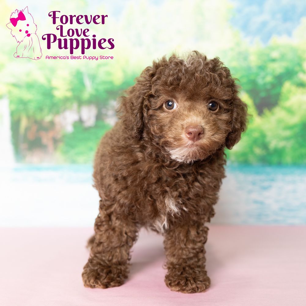 Toy Poodle: A Puppy You'll Forever Love - Petland Florida